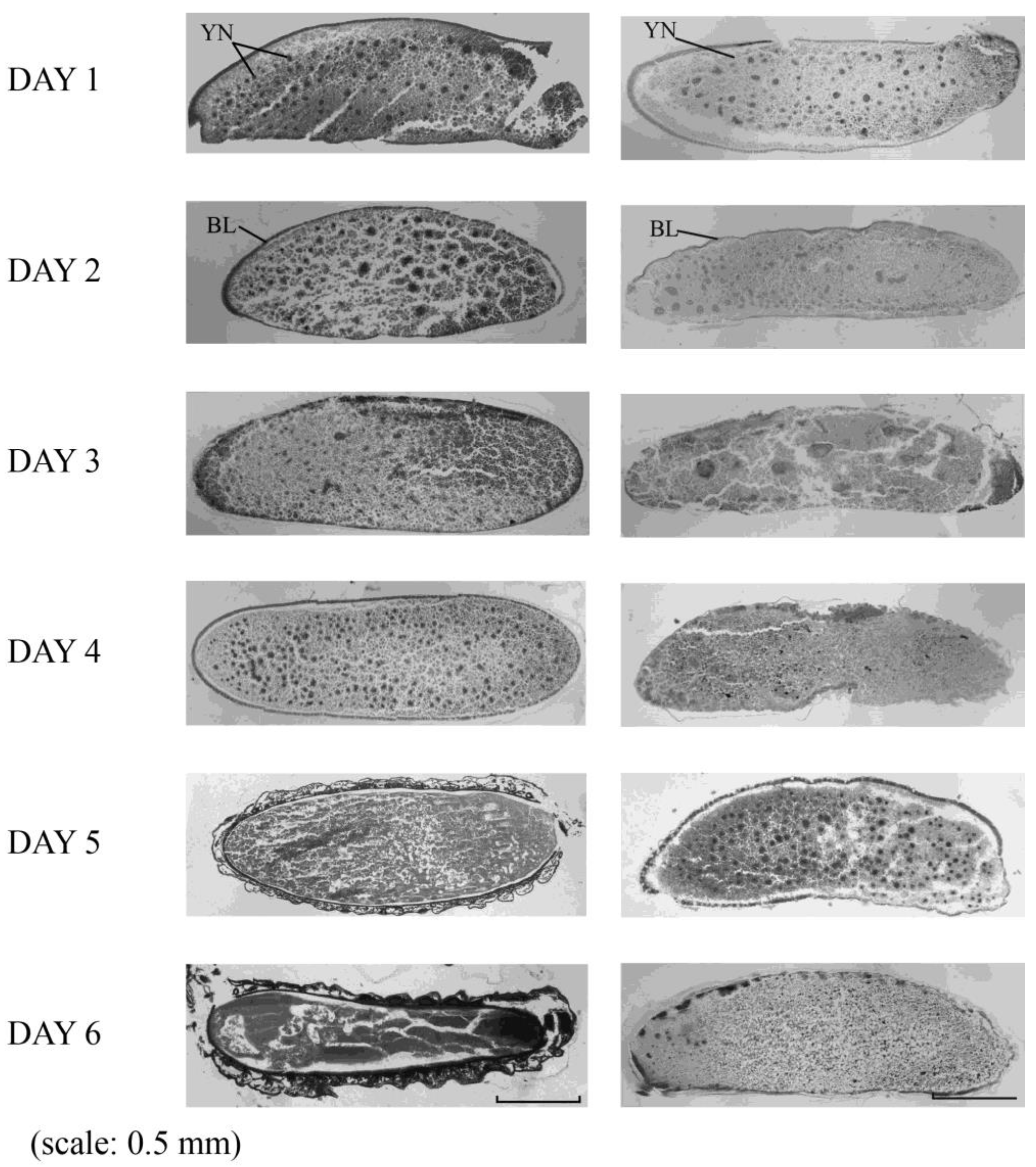 Insects 10 00059 g002