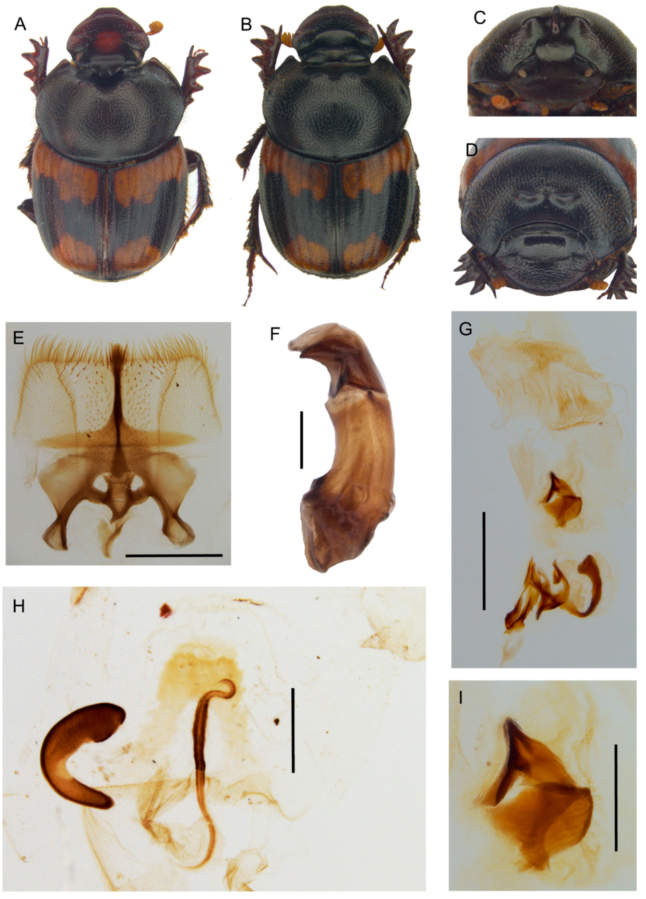 Insects 10 00064 g010