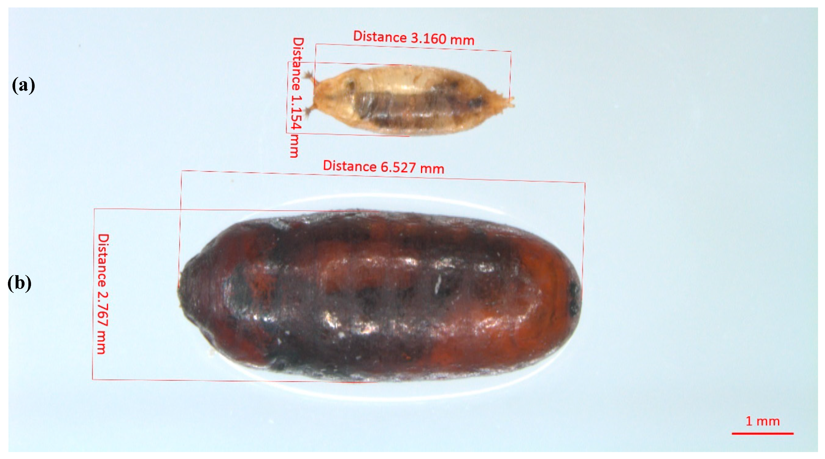 Insects 10 00068 g005