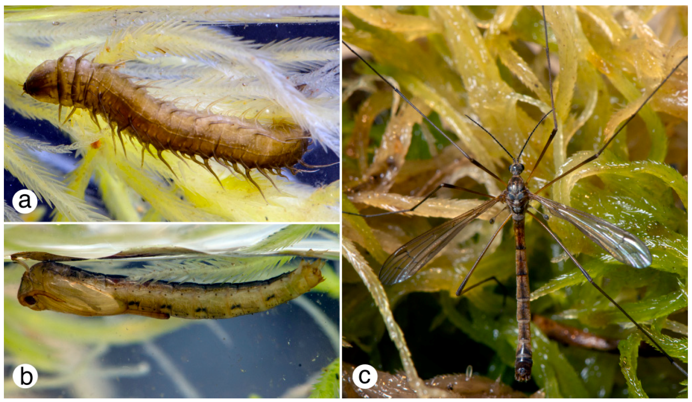 Insects 10 00070 g001