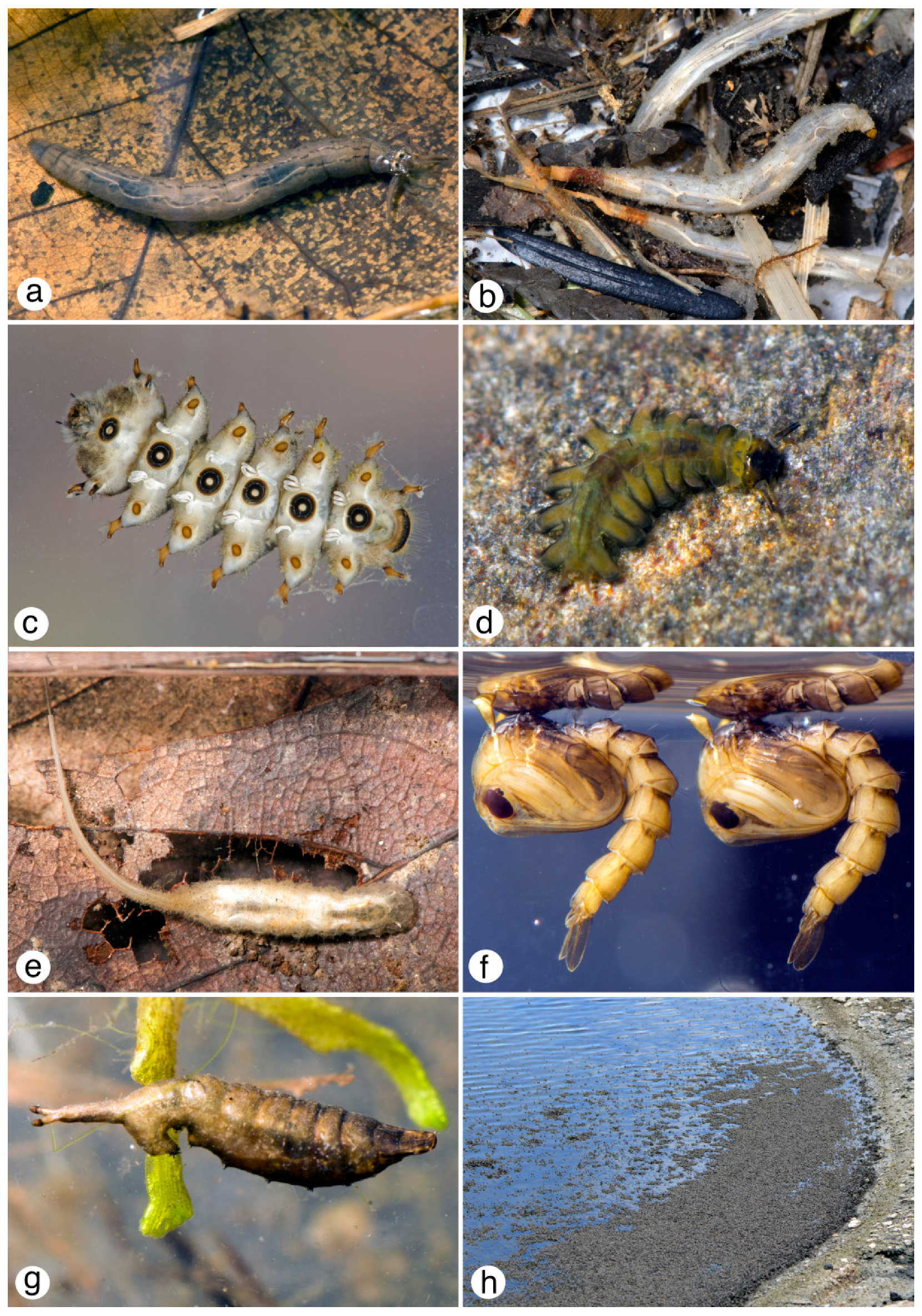 Insects 10 00070 g003