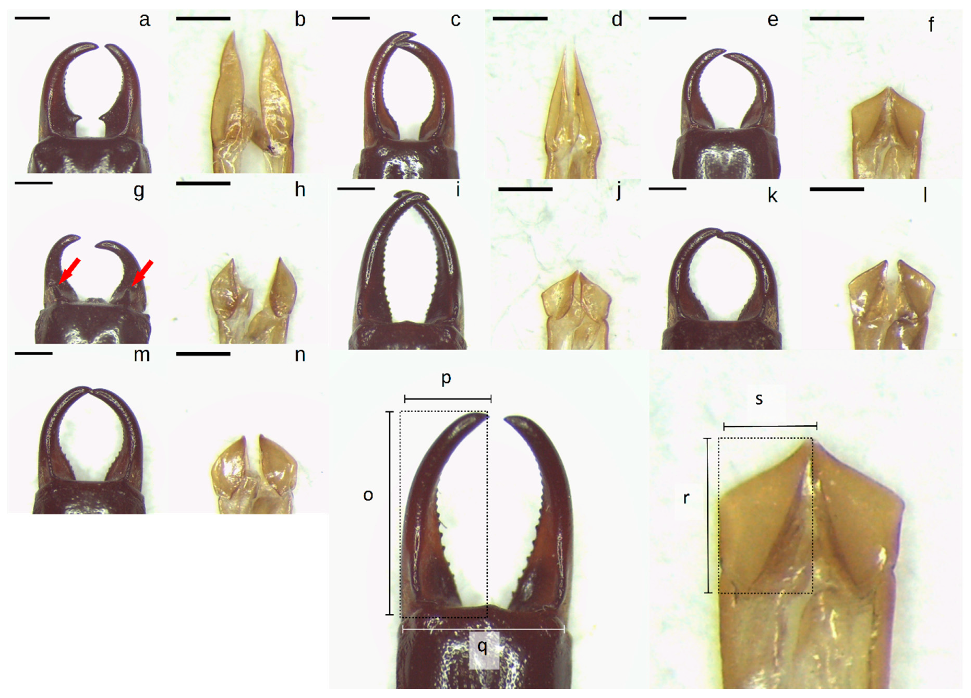 Insects 10 00072 g001