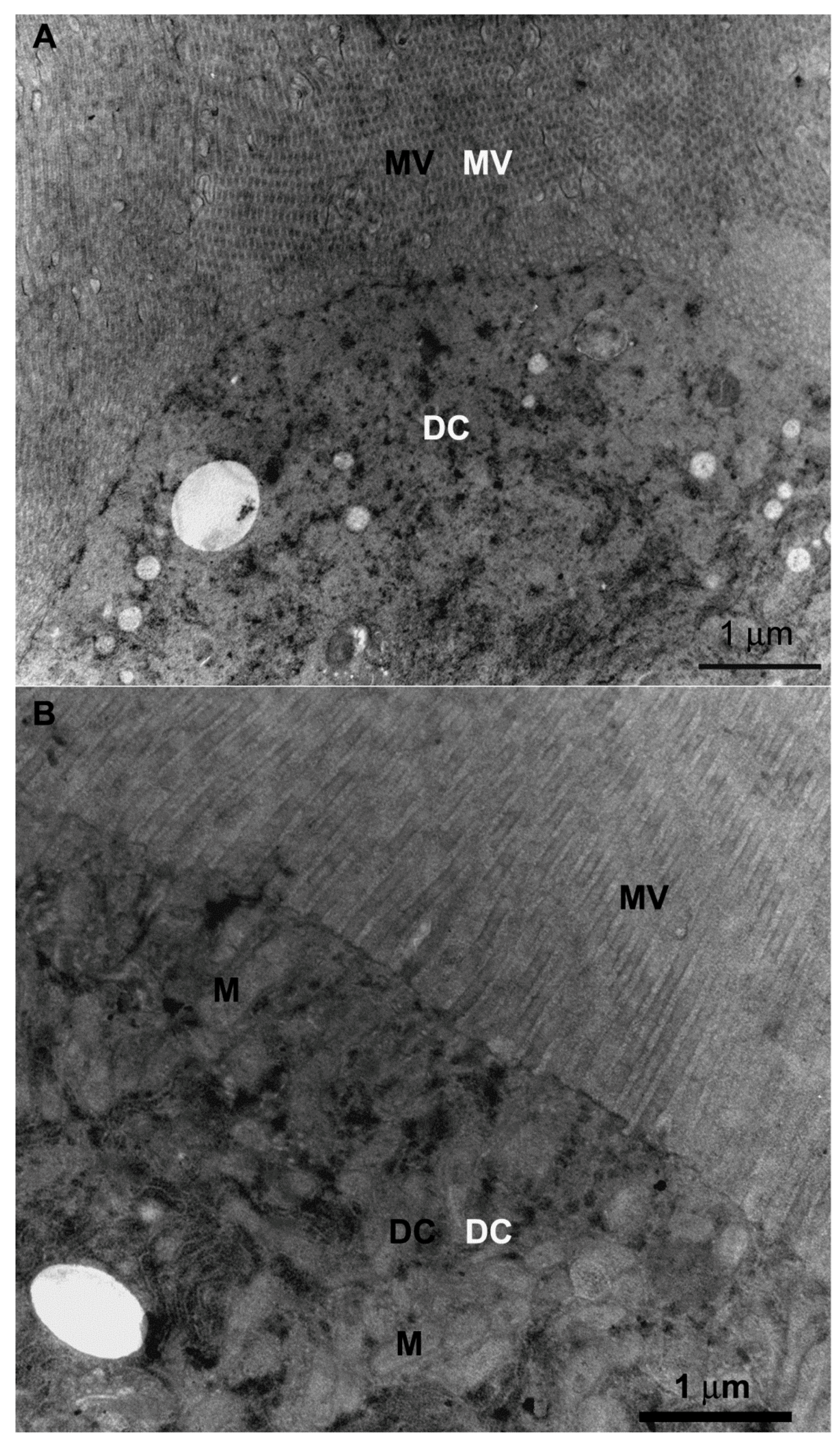 Insects 10 00073 g003