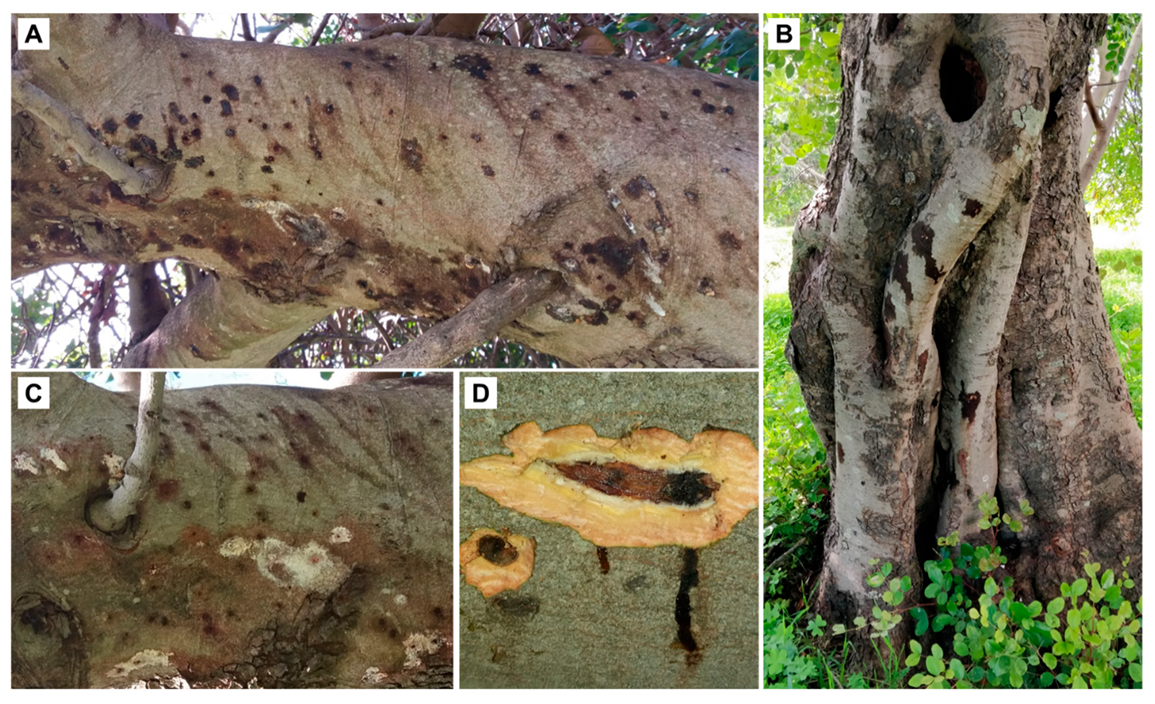 Insects 10 00082 g001