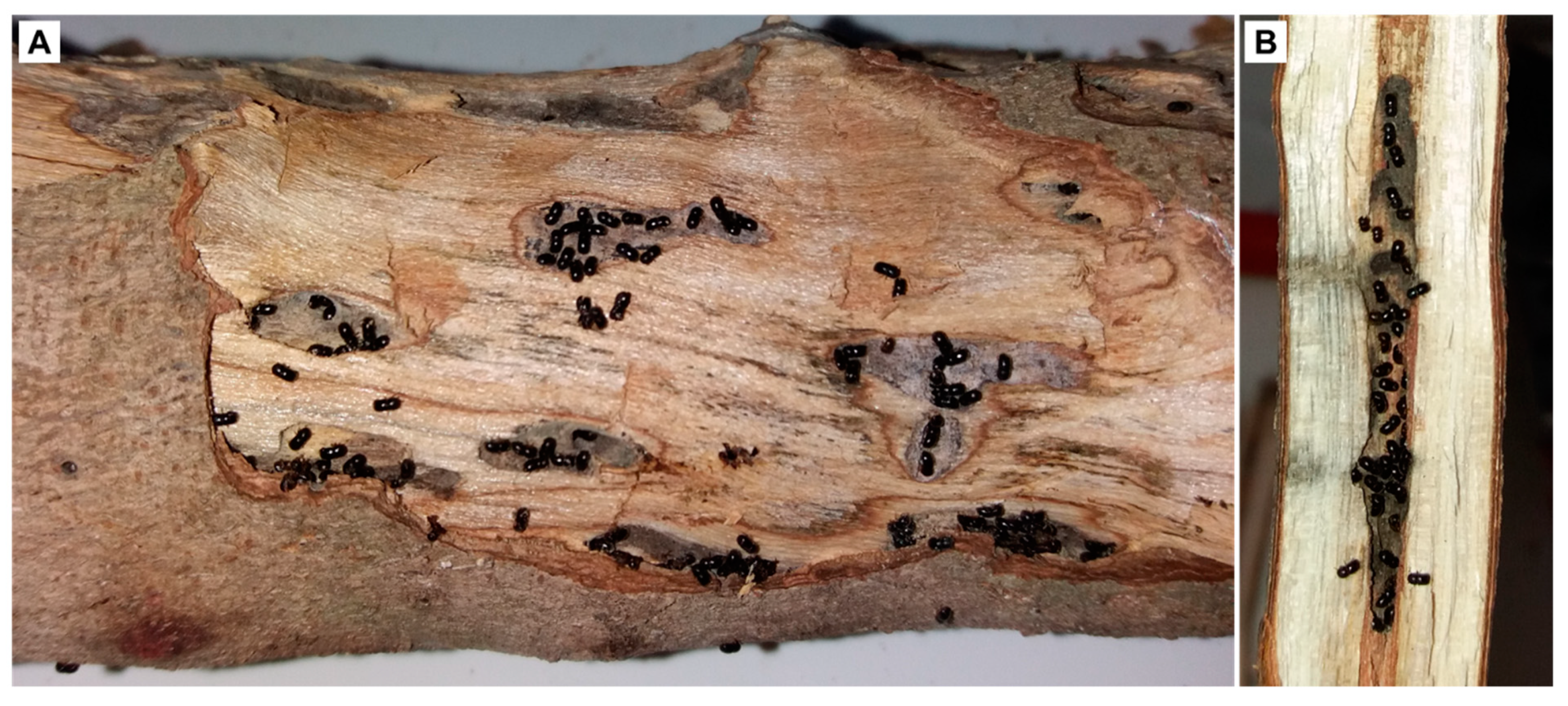 Insects 10 00082 g003