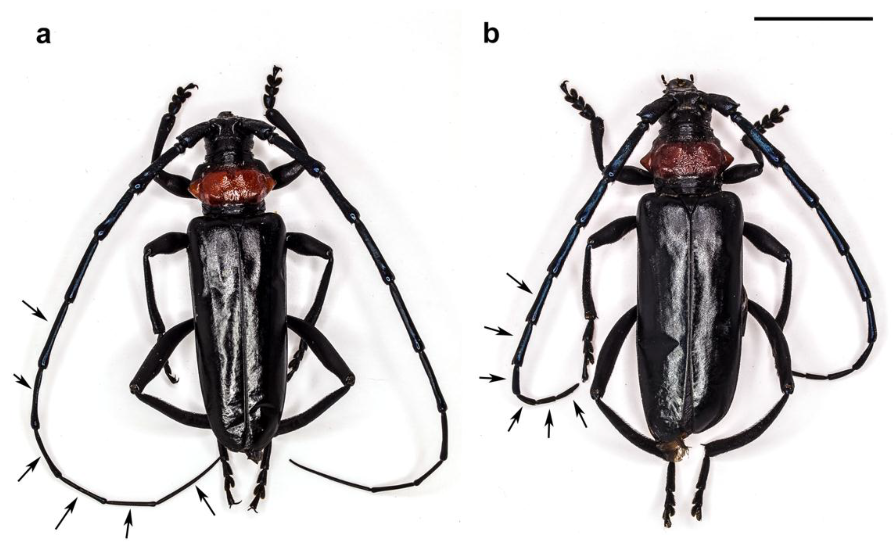 Insects 10 00088 g001