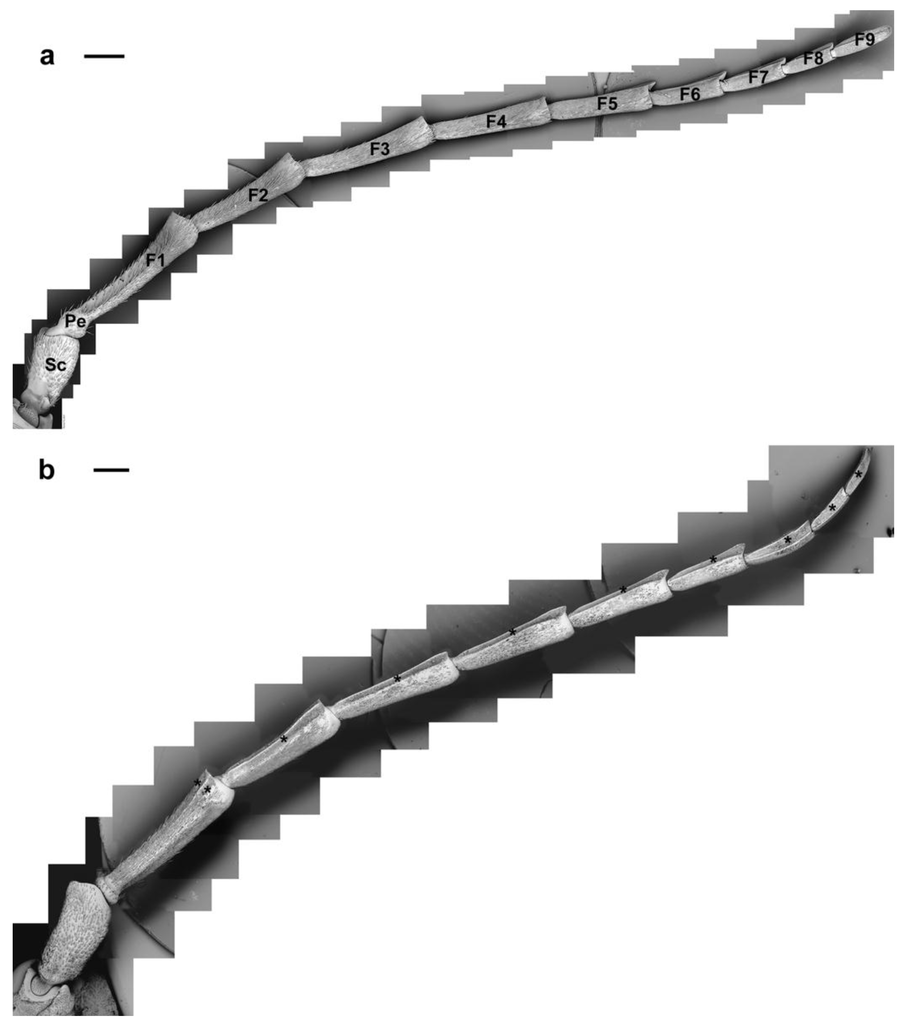 Insects 10 00088 g002