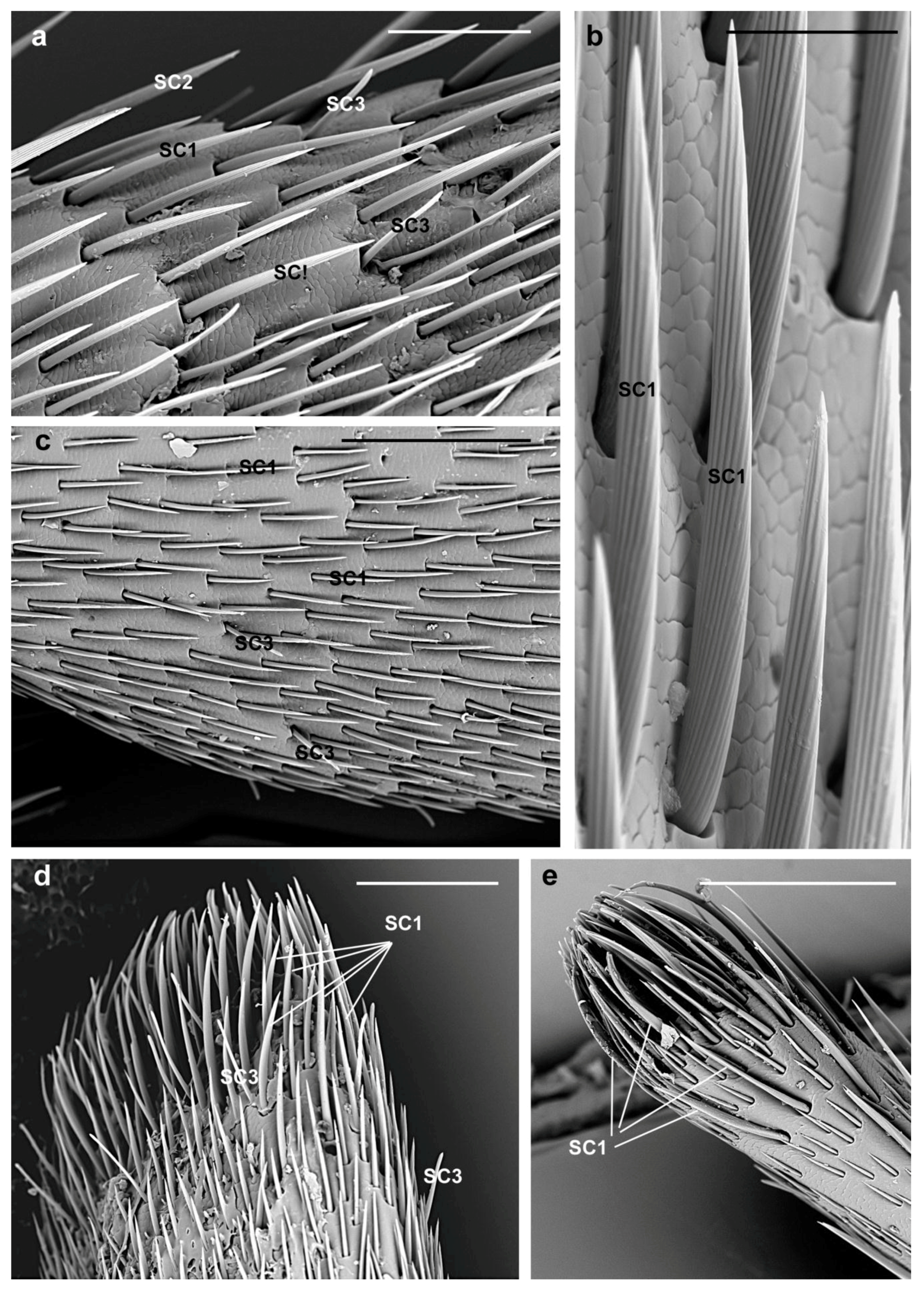 Insects 10 00088 g003