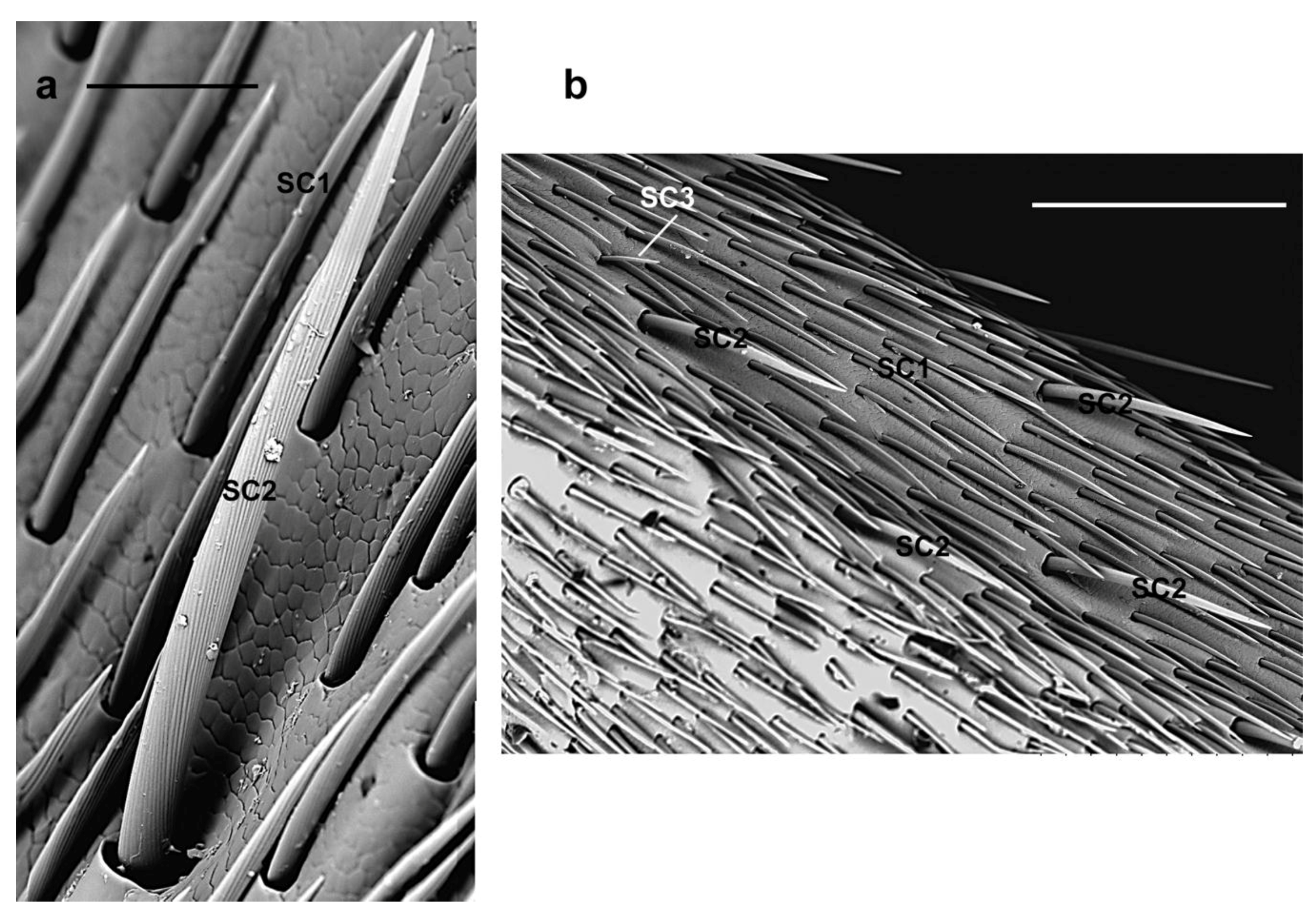 Insects 10 00088 g004