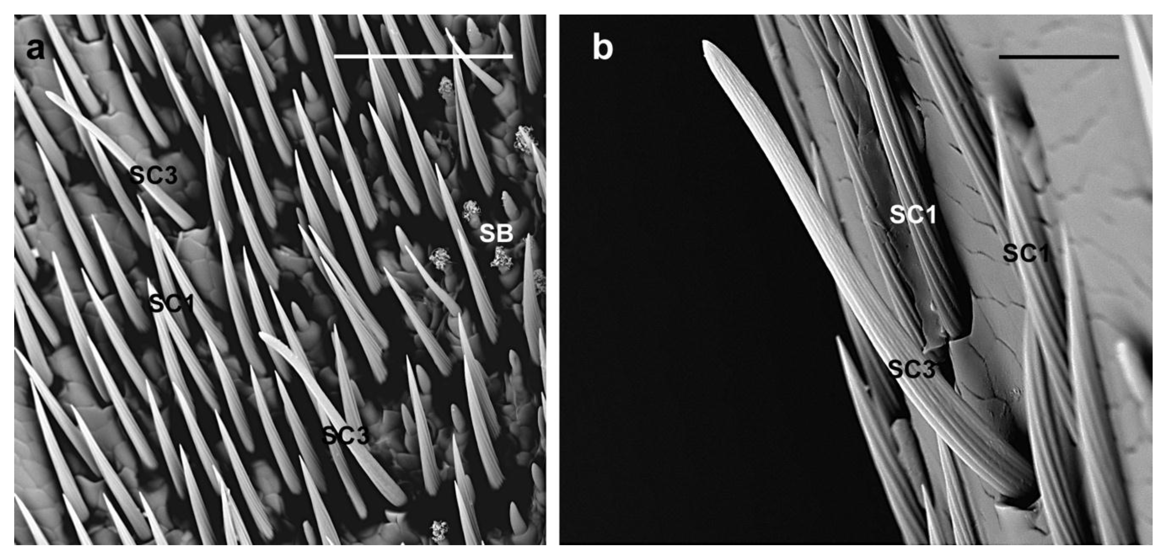 Insects 10 00088 g005