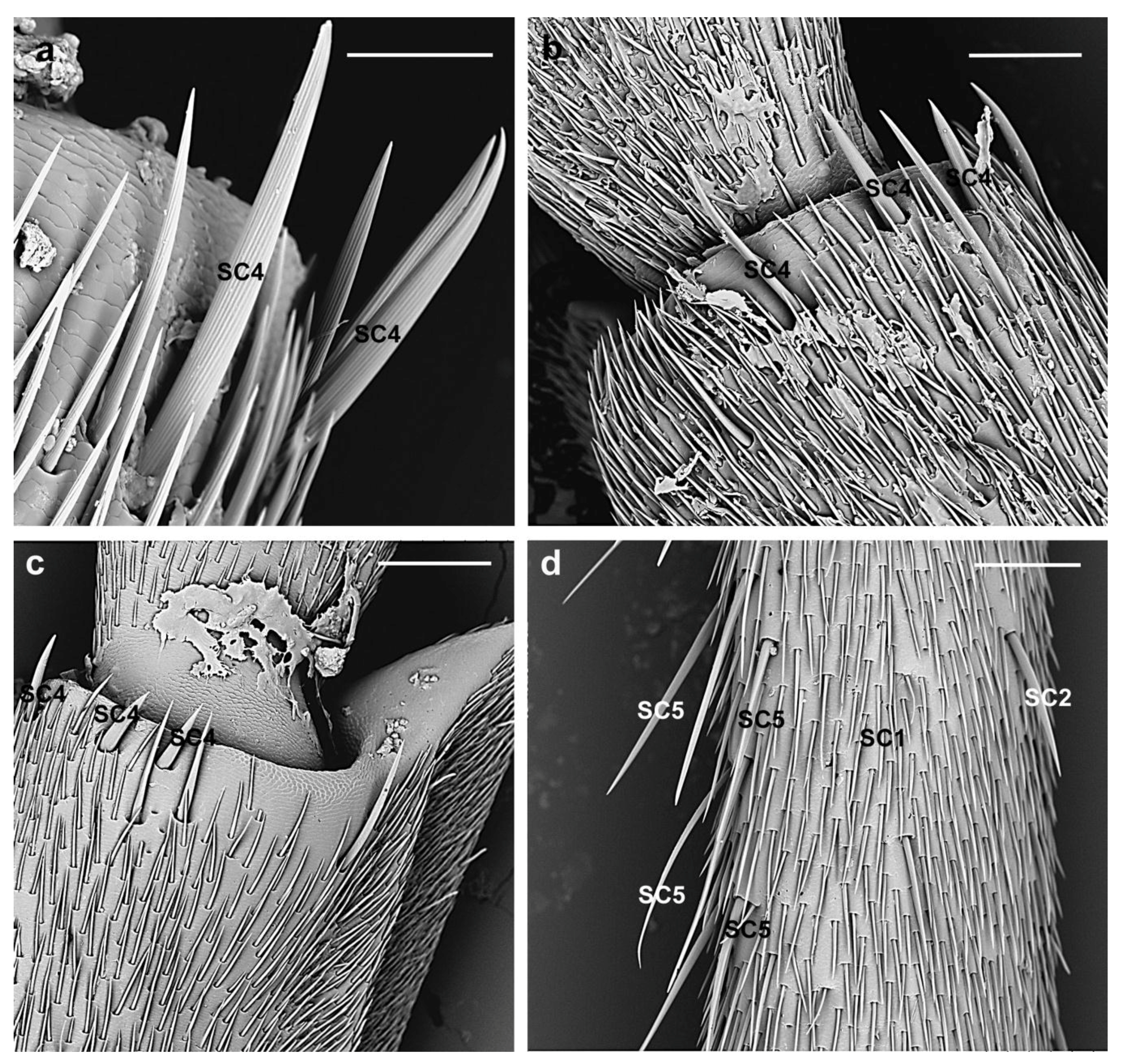 Insects 10 00088 g006