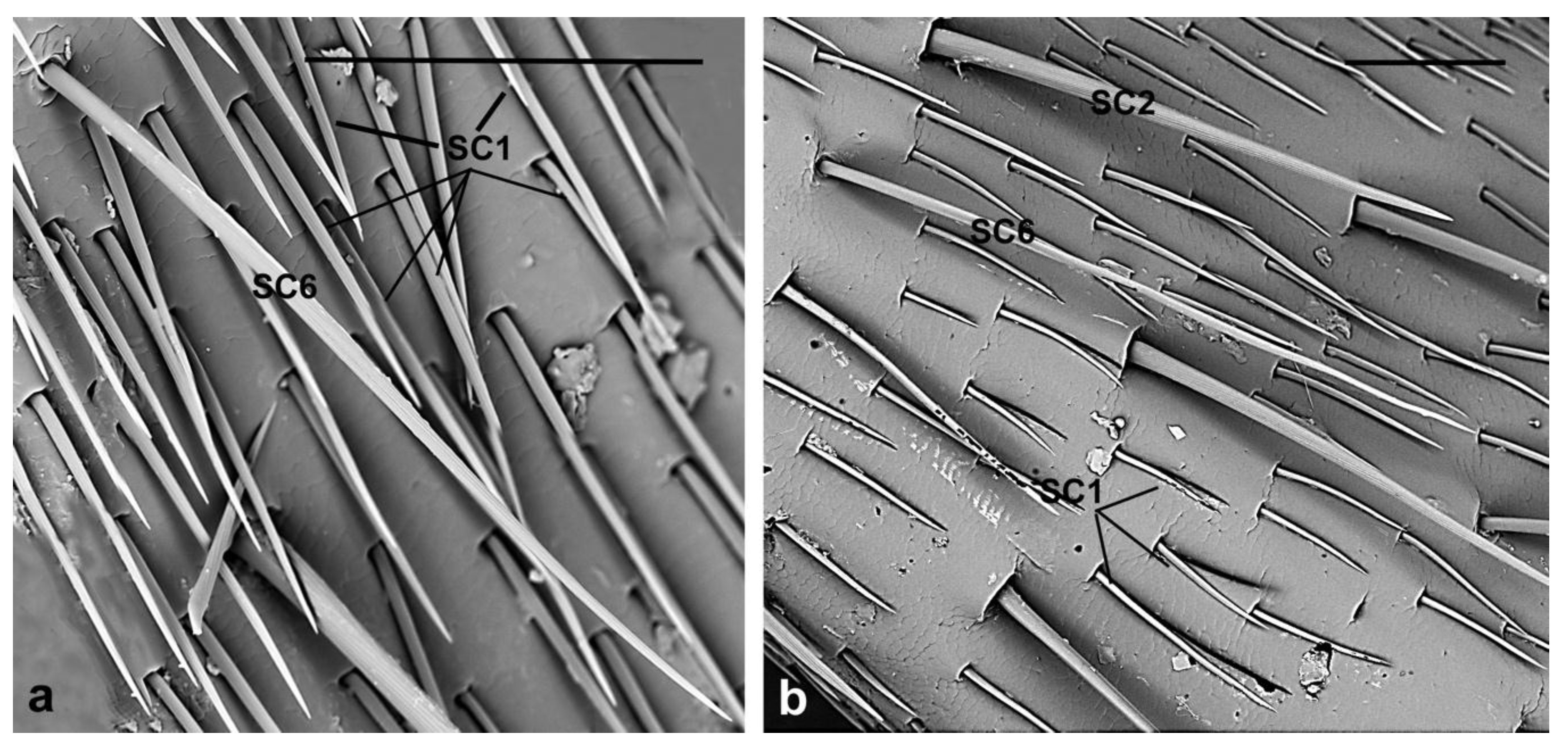 Insects 10 00088 g007