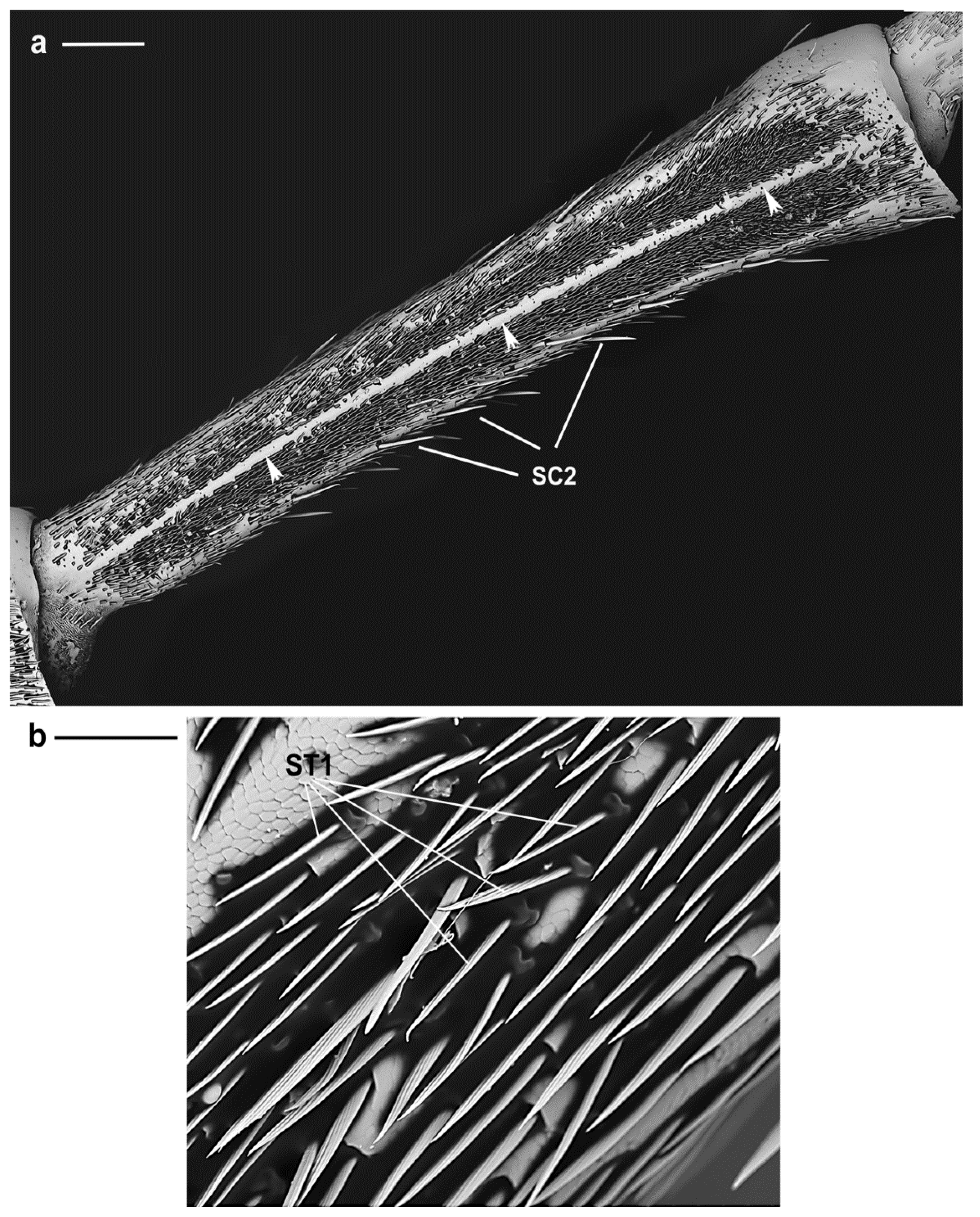Insects 10 00088 g009