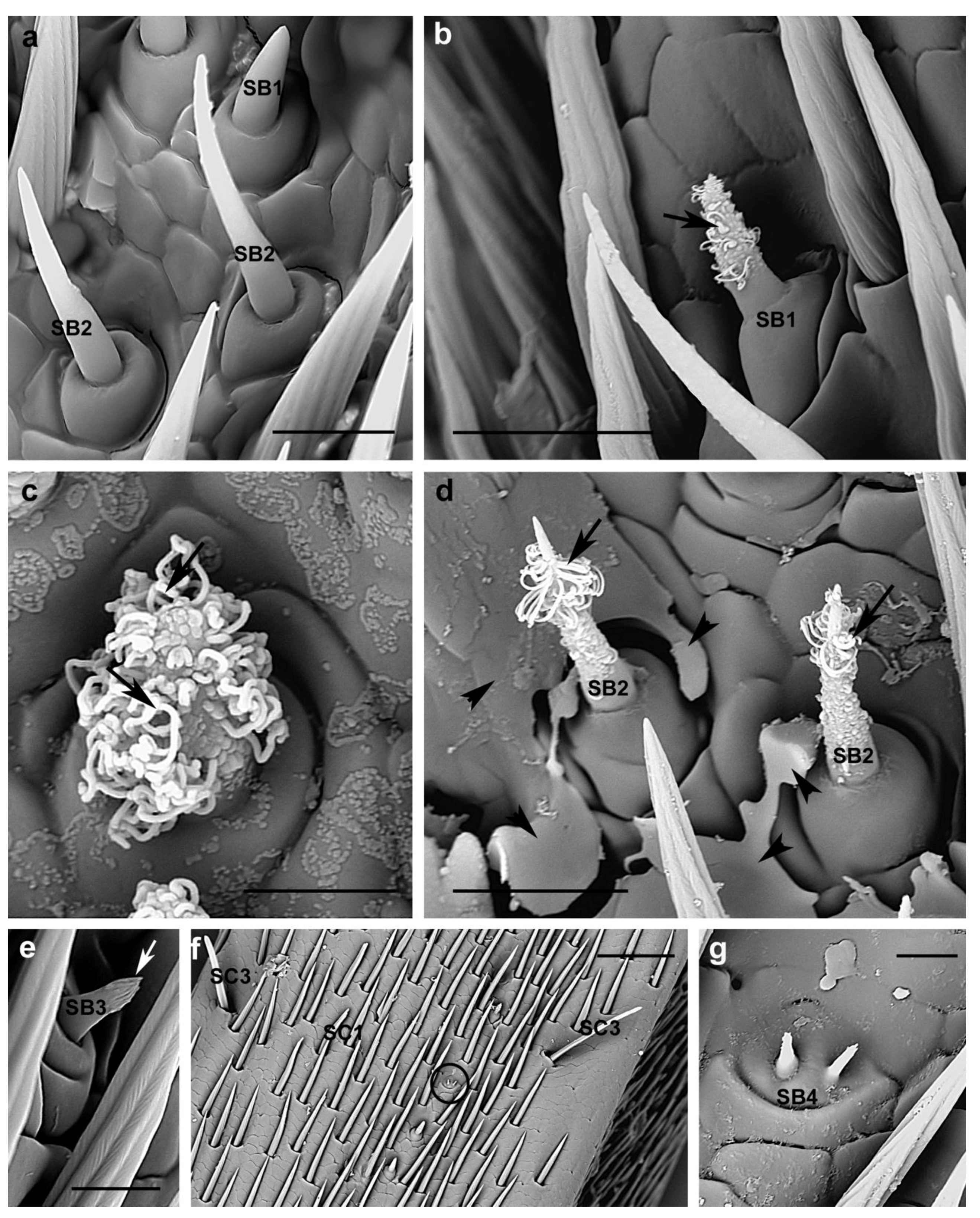 Insects 10 00088 g010