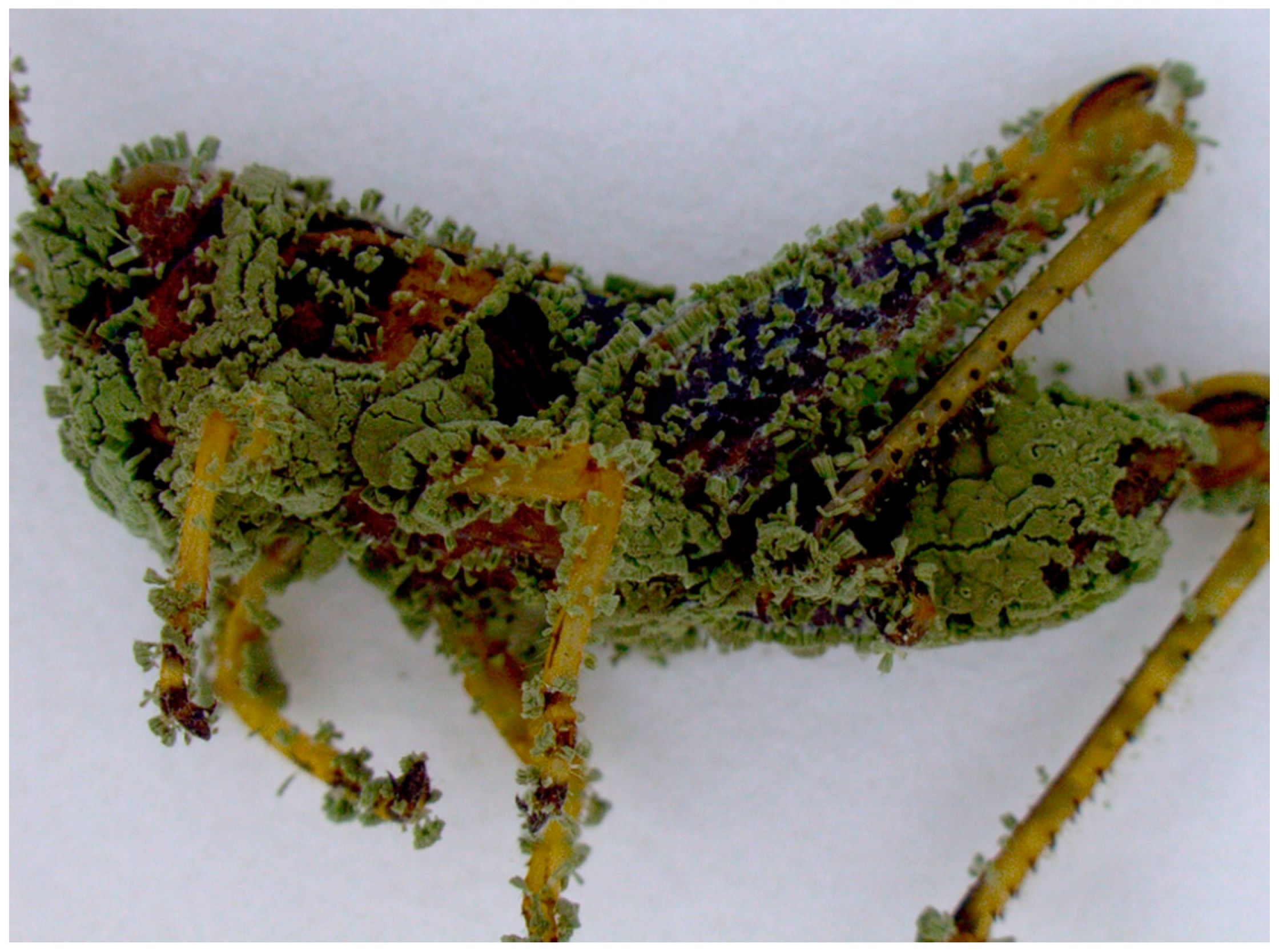 Insects 10 00094 g002 Insects 10 00094 g002