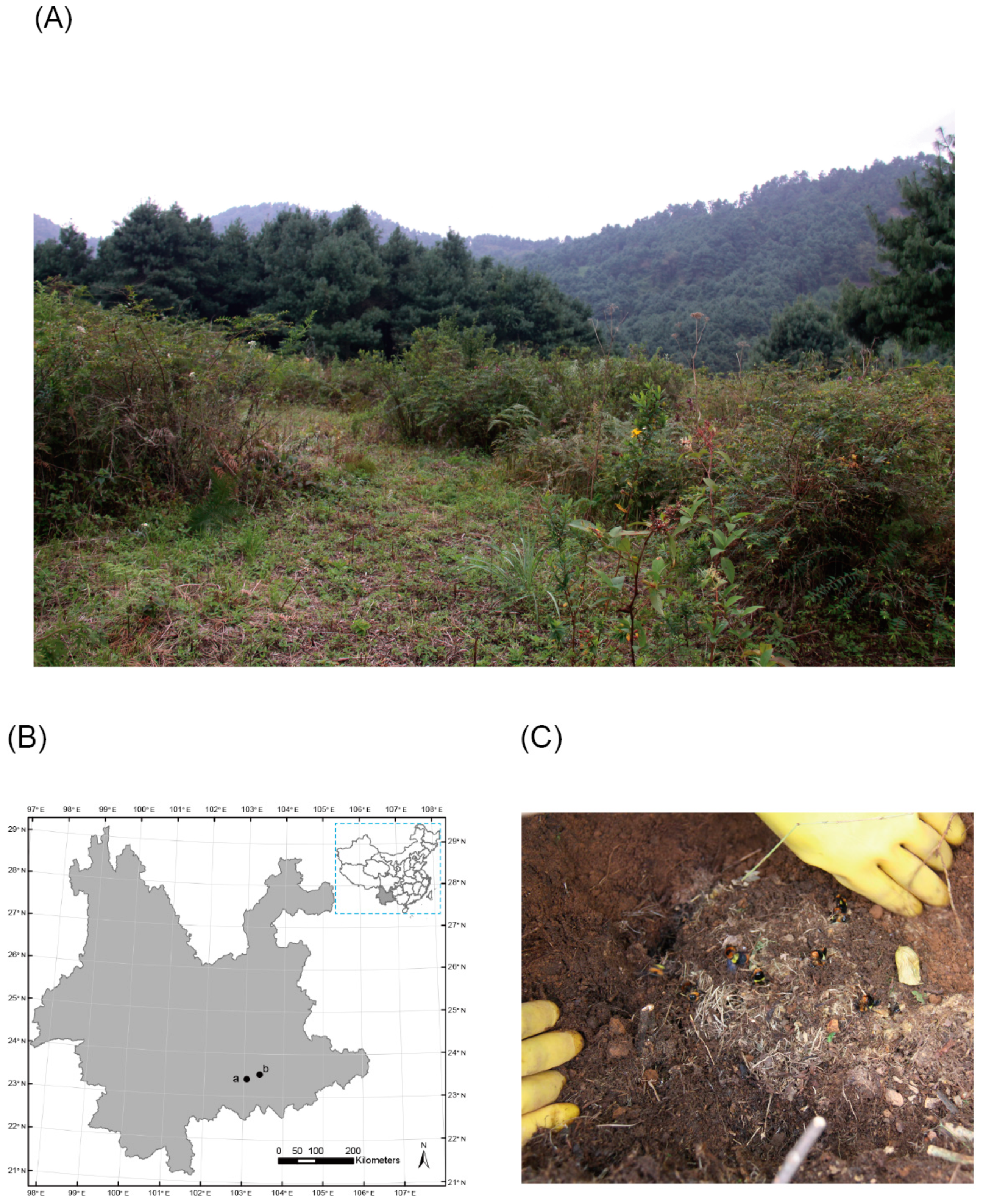 Insects 10 00104 g001