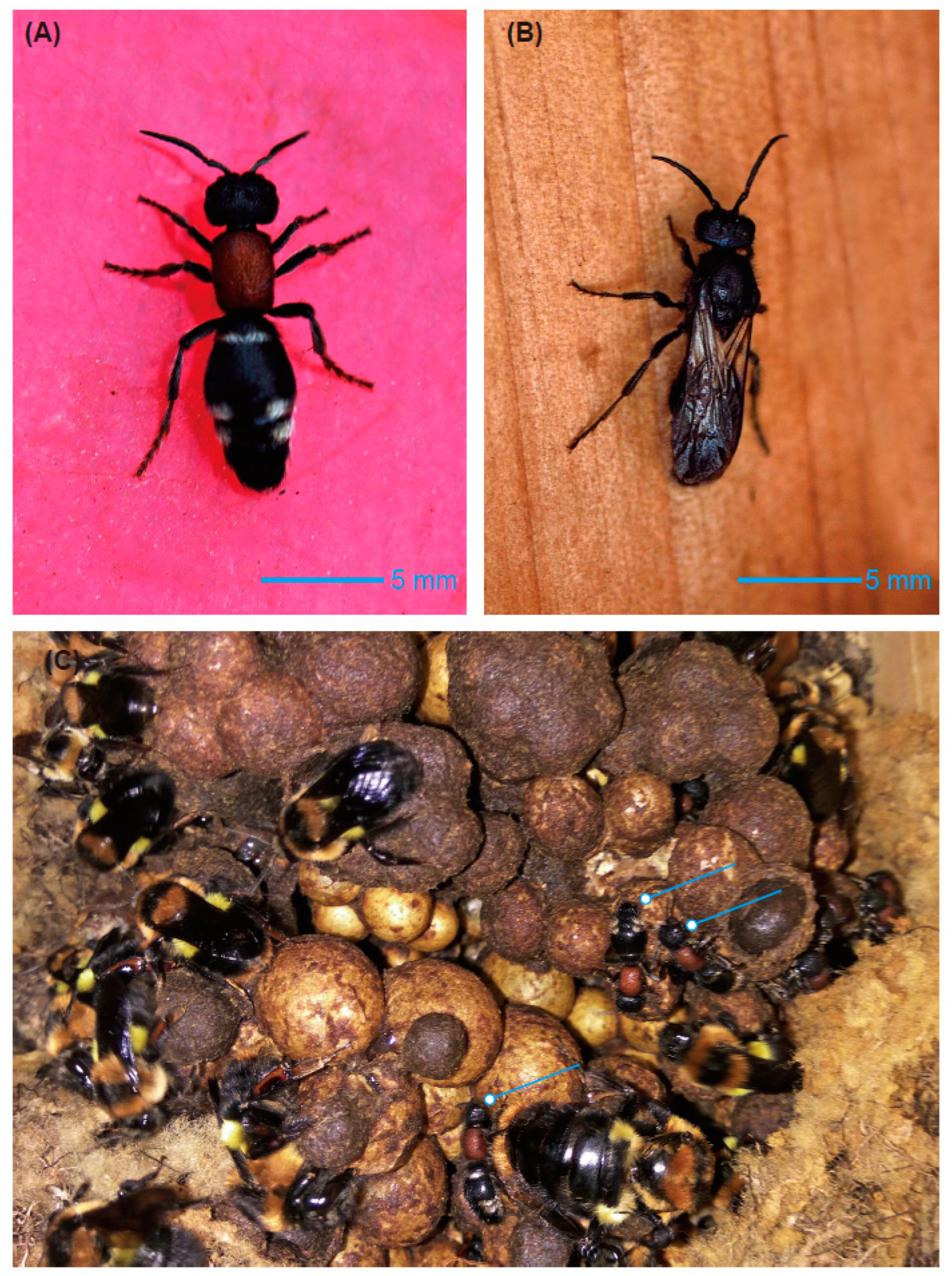 Insects 10 00104 g002