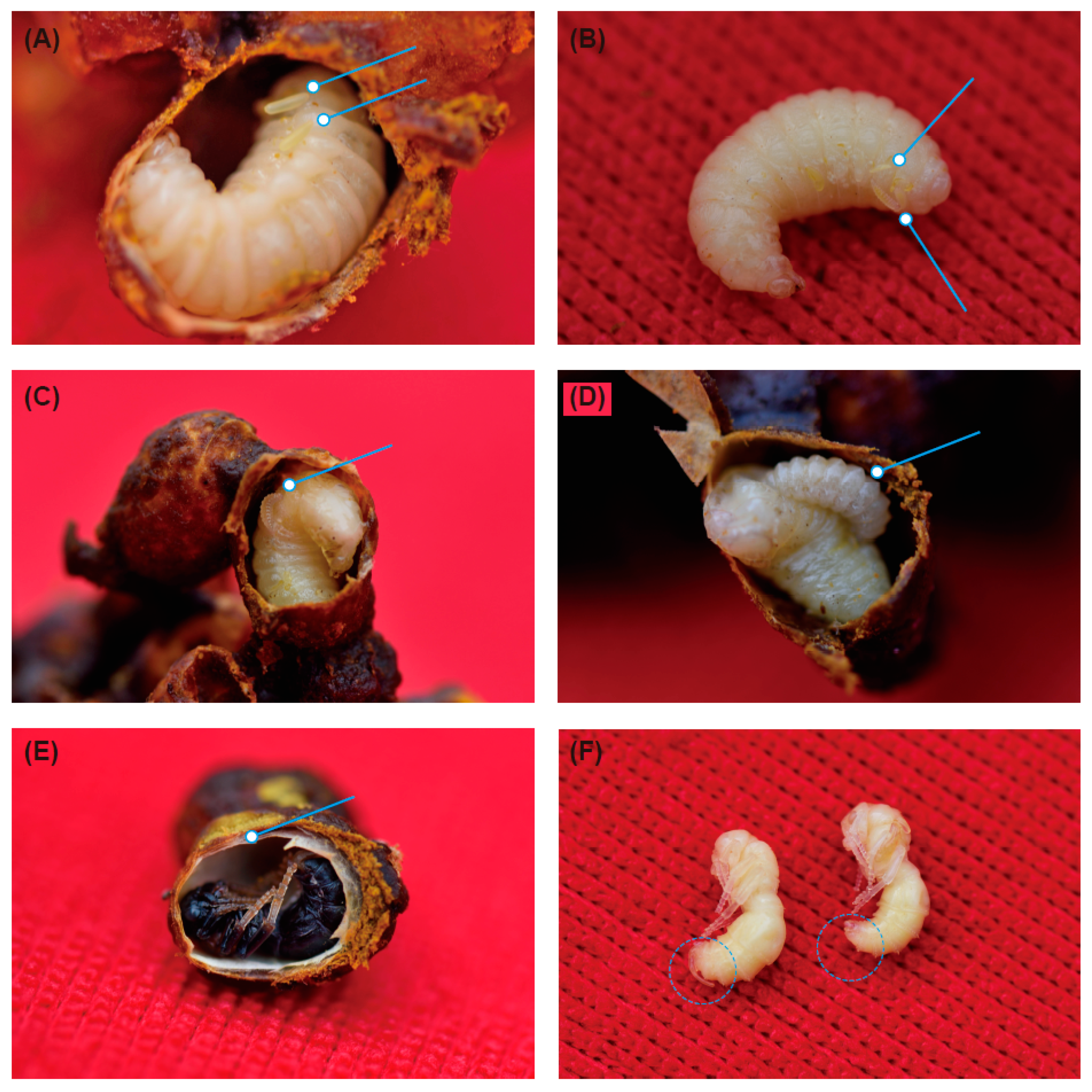 Insects 10 00104 g003