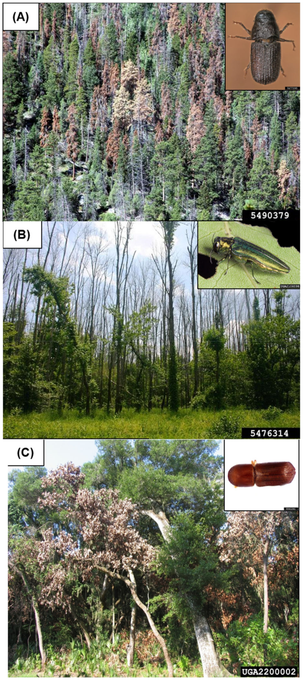 Insects 10 00106 g001