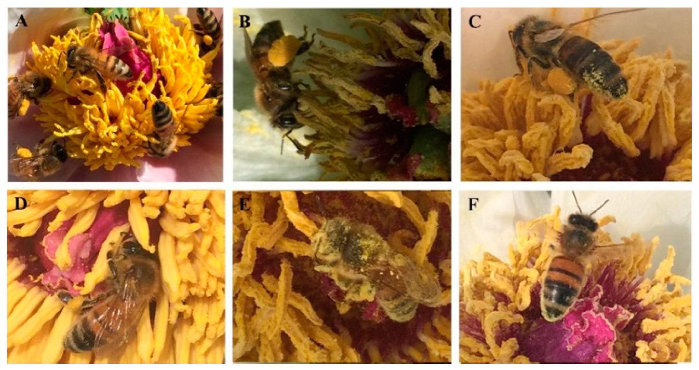 Insects 10 00116 g002