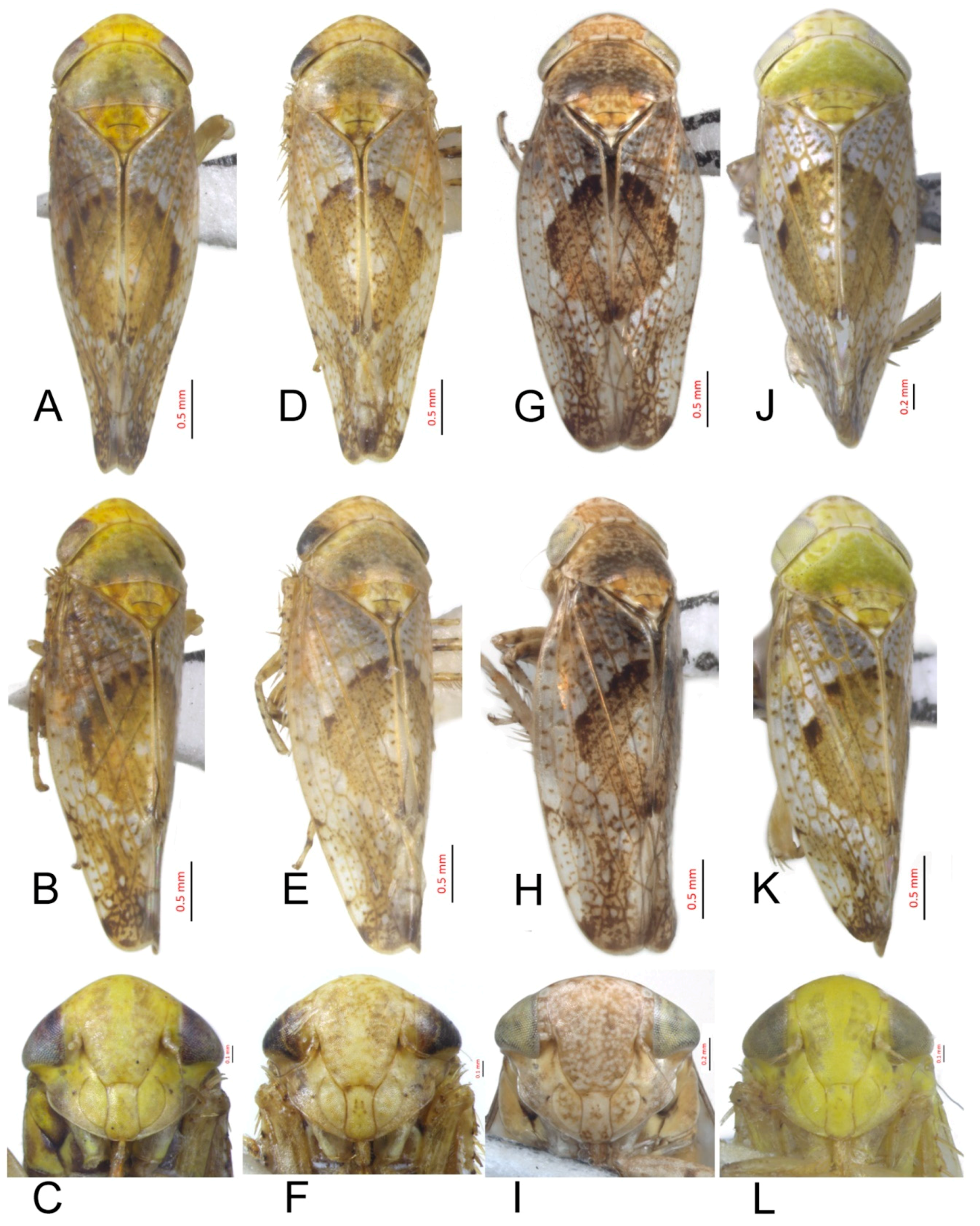 Insects 10 00120 g001