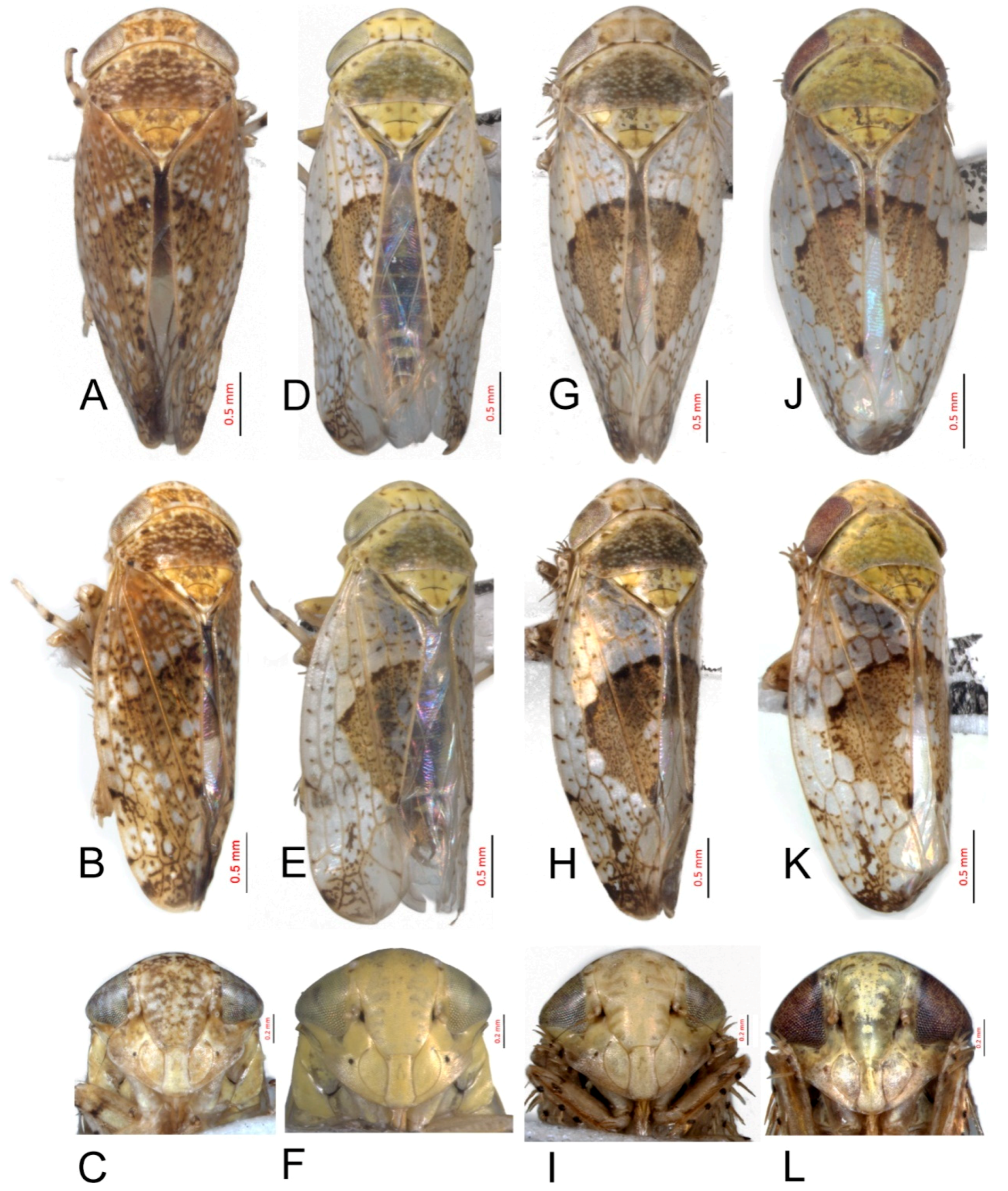 Insects 10 00120 g002