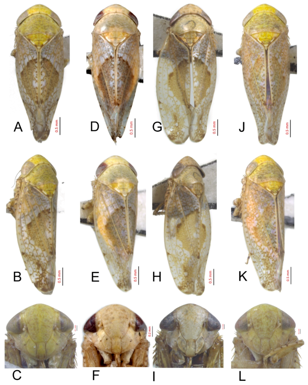 Insects 10 00120 g003