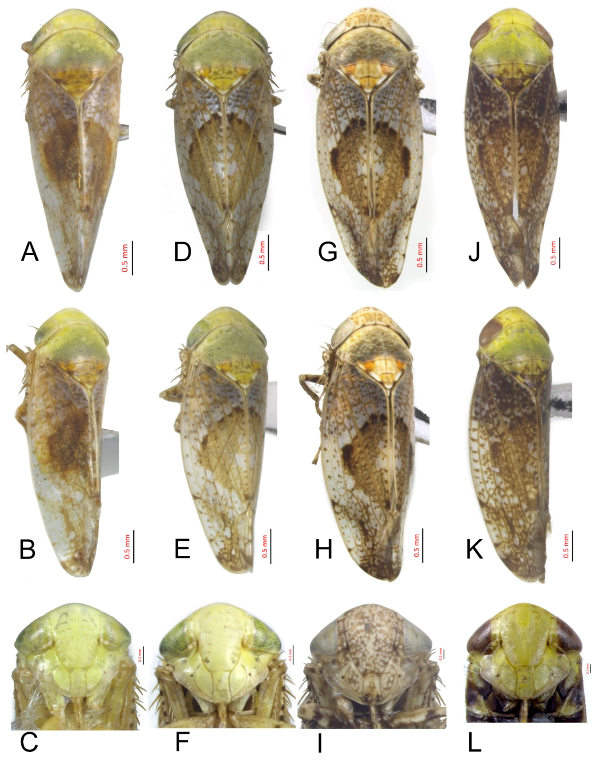 Insects 10 00120 g004