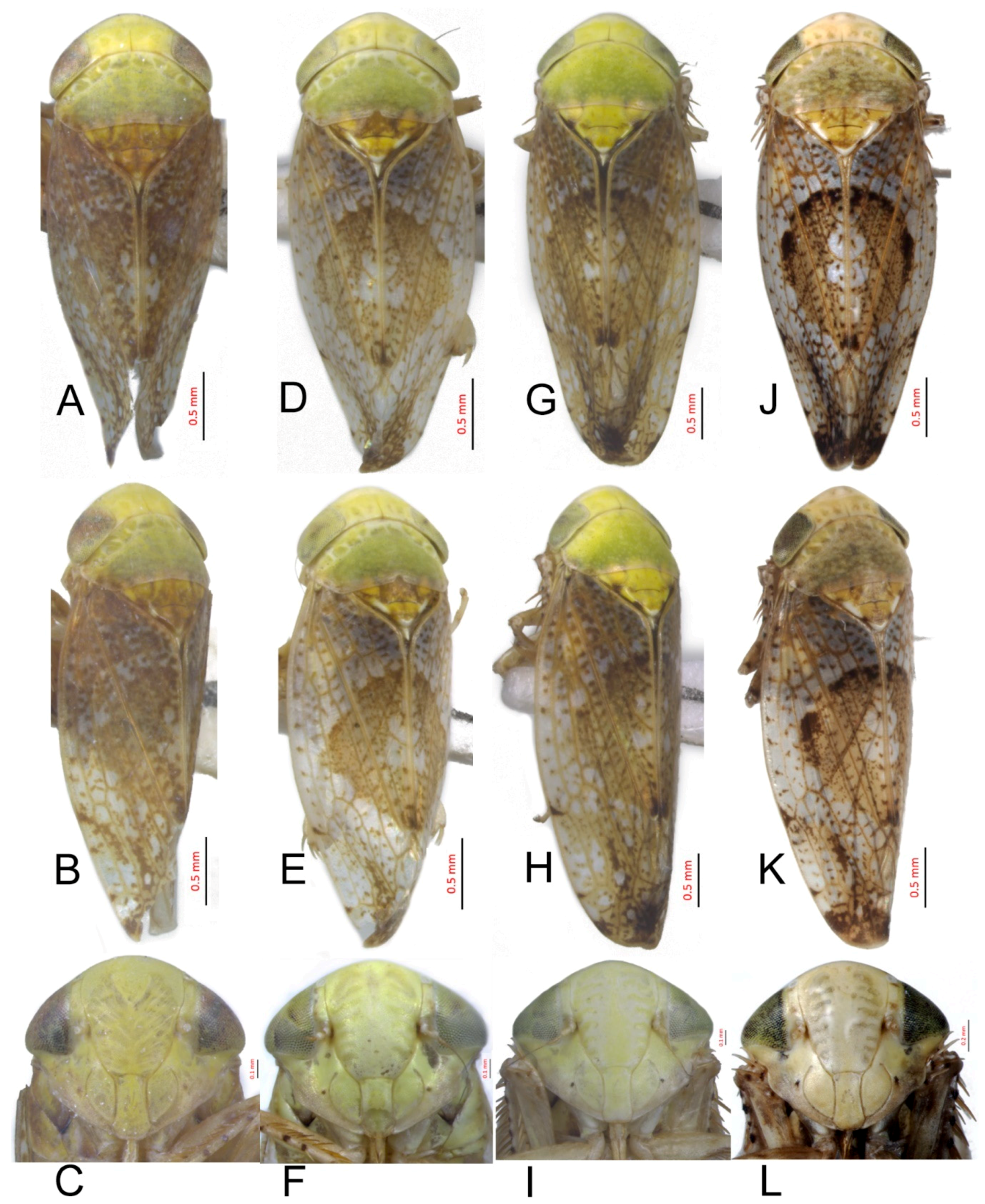 Insects 10 00120 g006