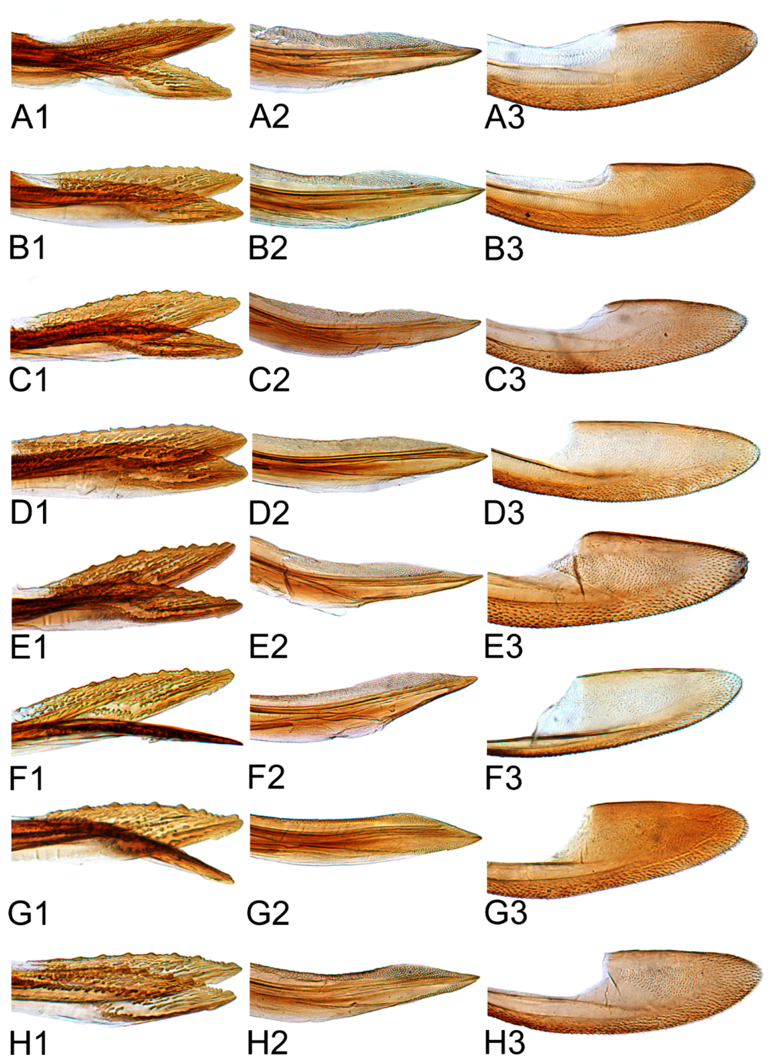 Insects 10 00120 g024