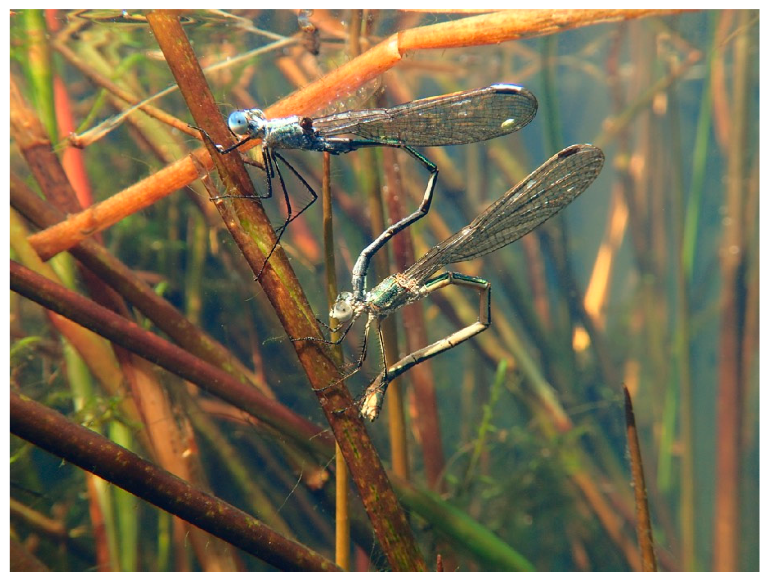 Insects 10 00124 g002