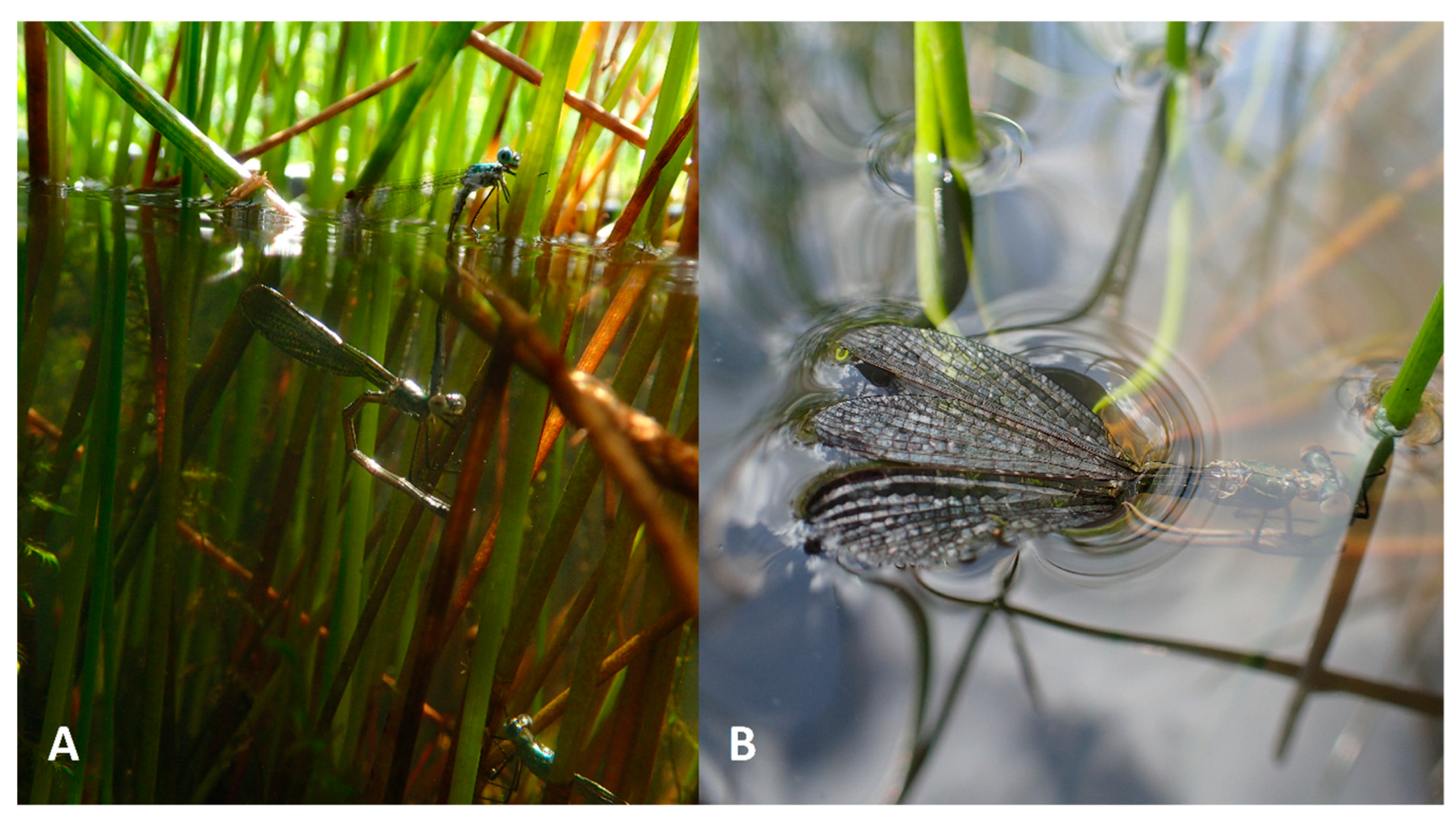 Insects 10 00124 g003