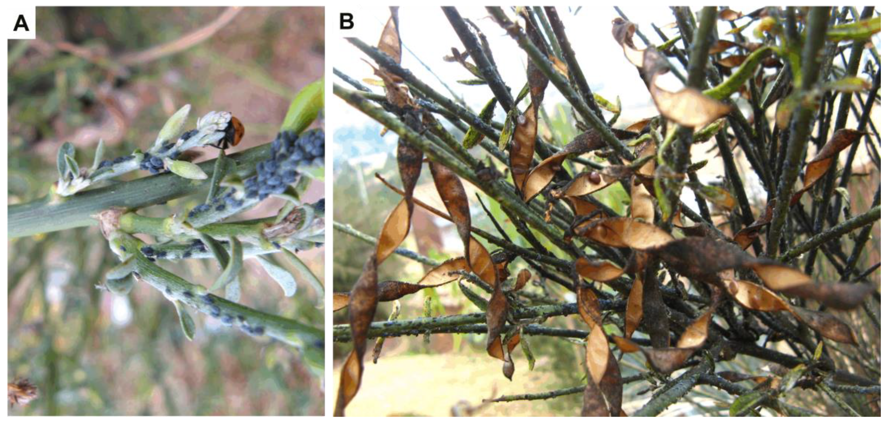 Insects 10 00132 g001