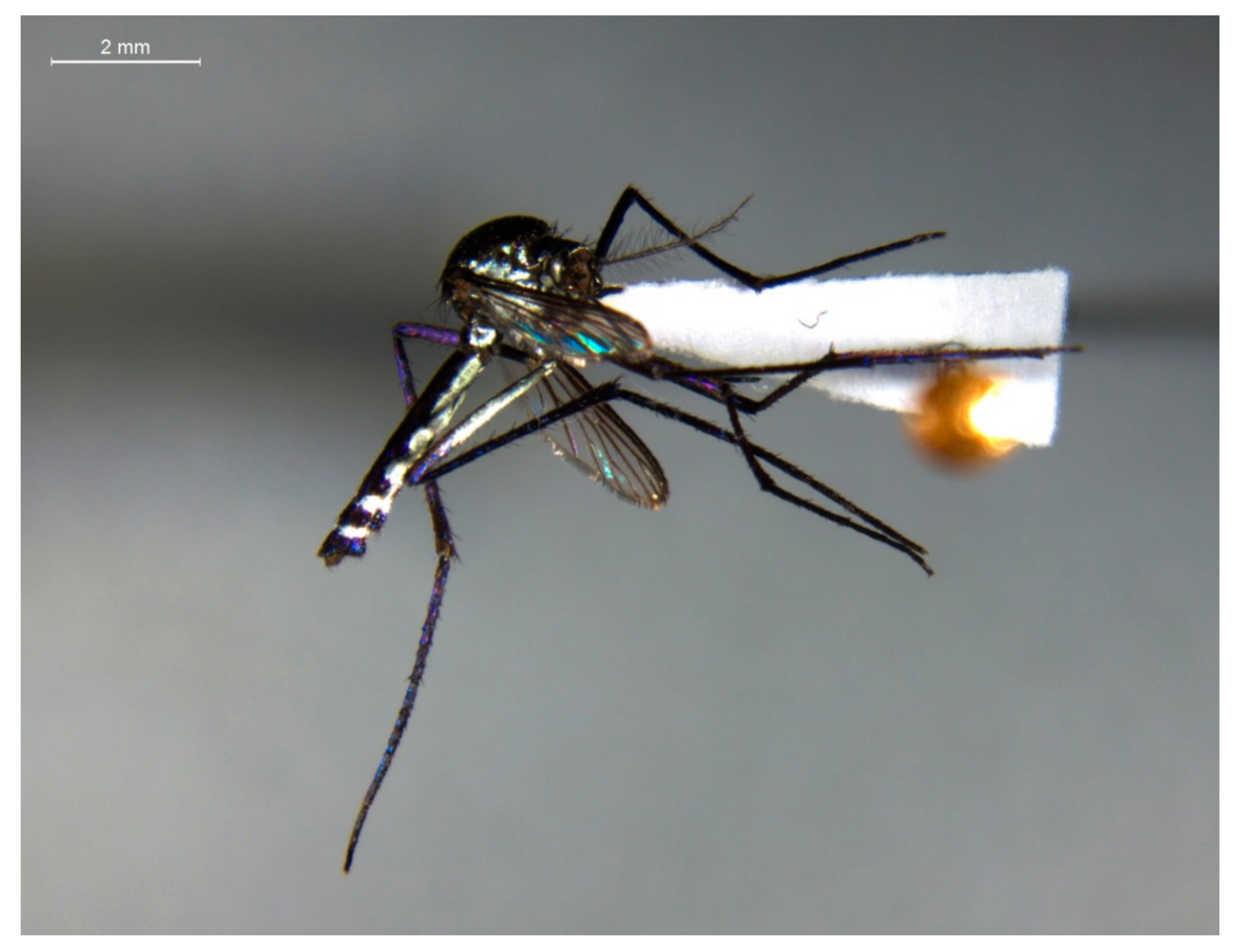 Insects 10 00136 g002