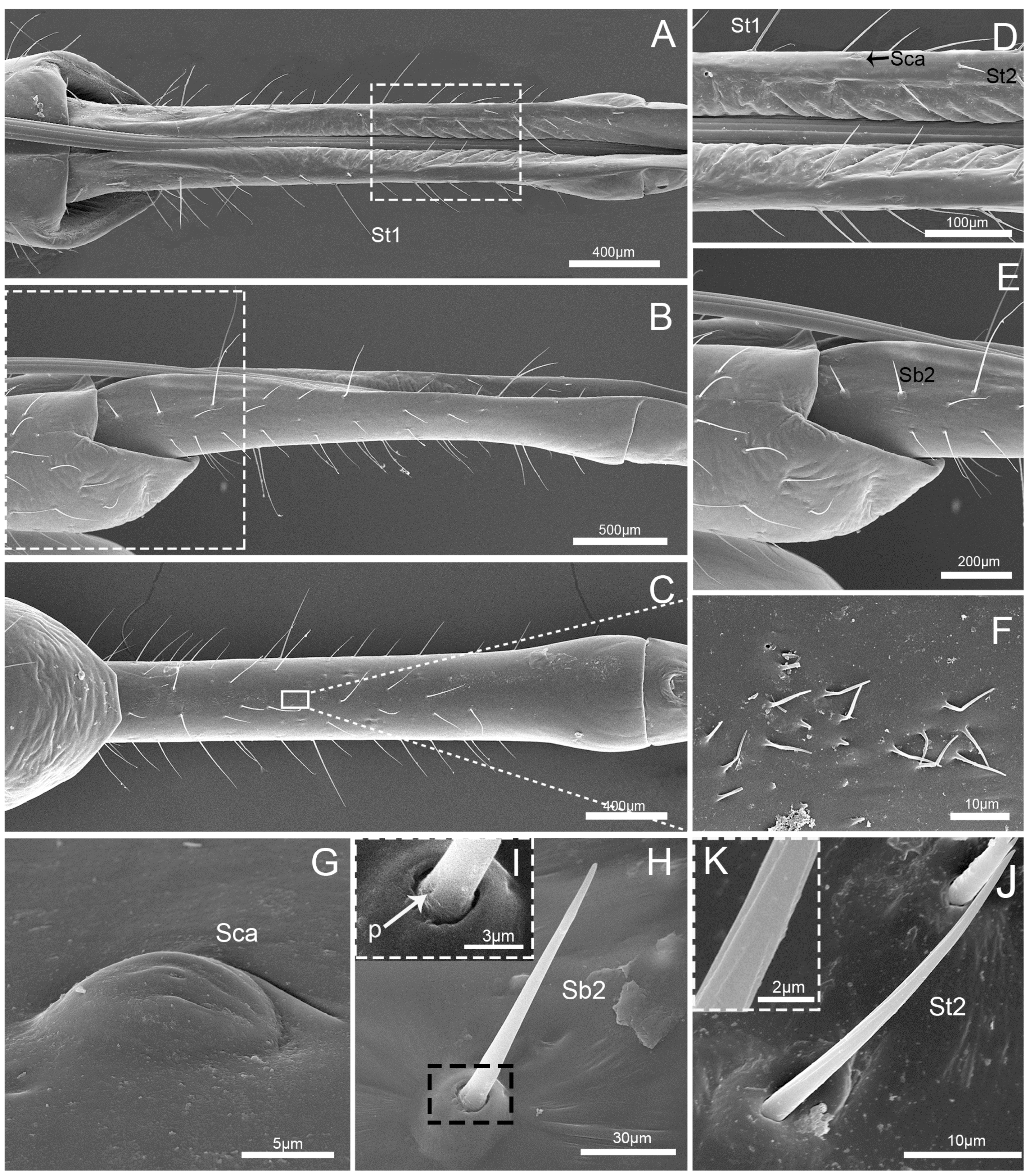 Insects 10 00143 g004 Insects 10 00143 g004