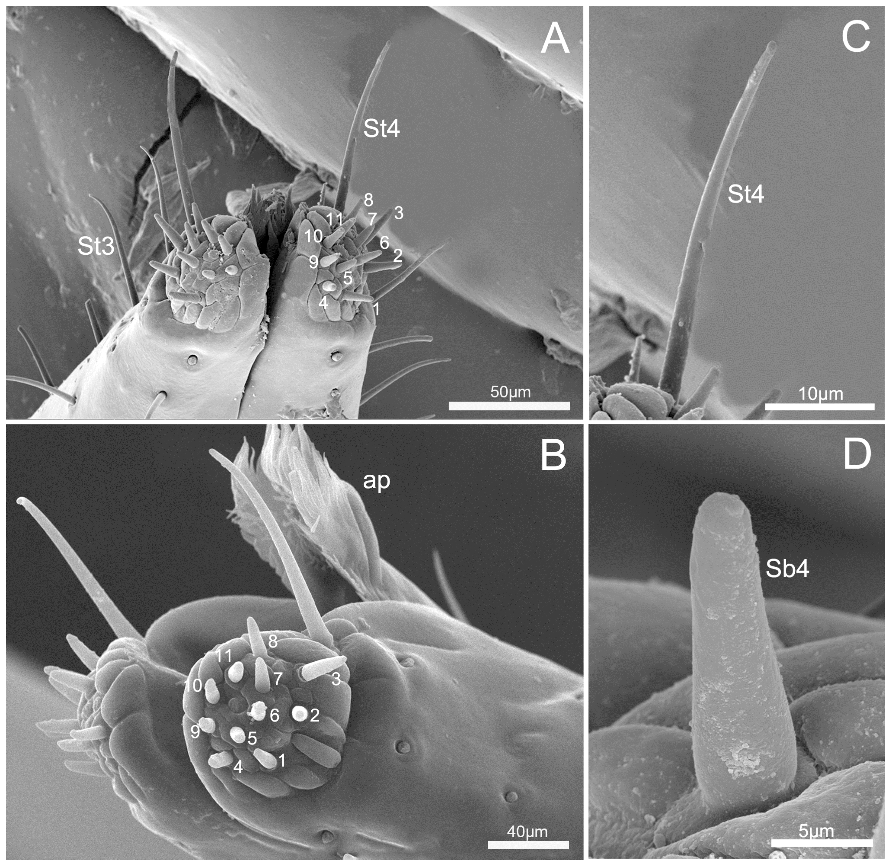 Insects 10 00143 g007 Insects 10 00143 g007