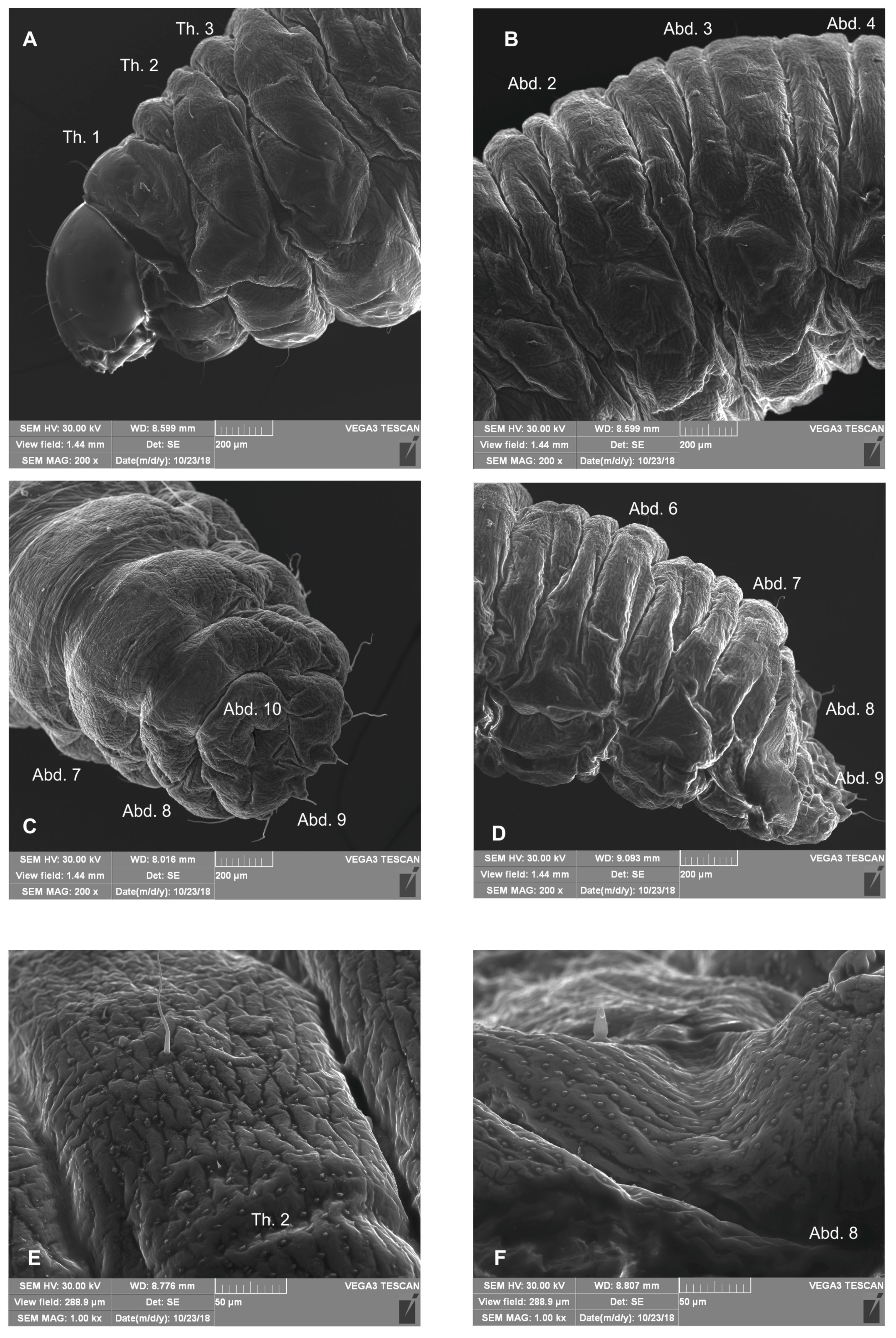 Insects 10 00166 g002