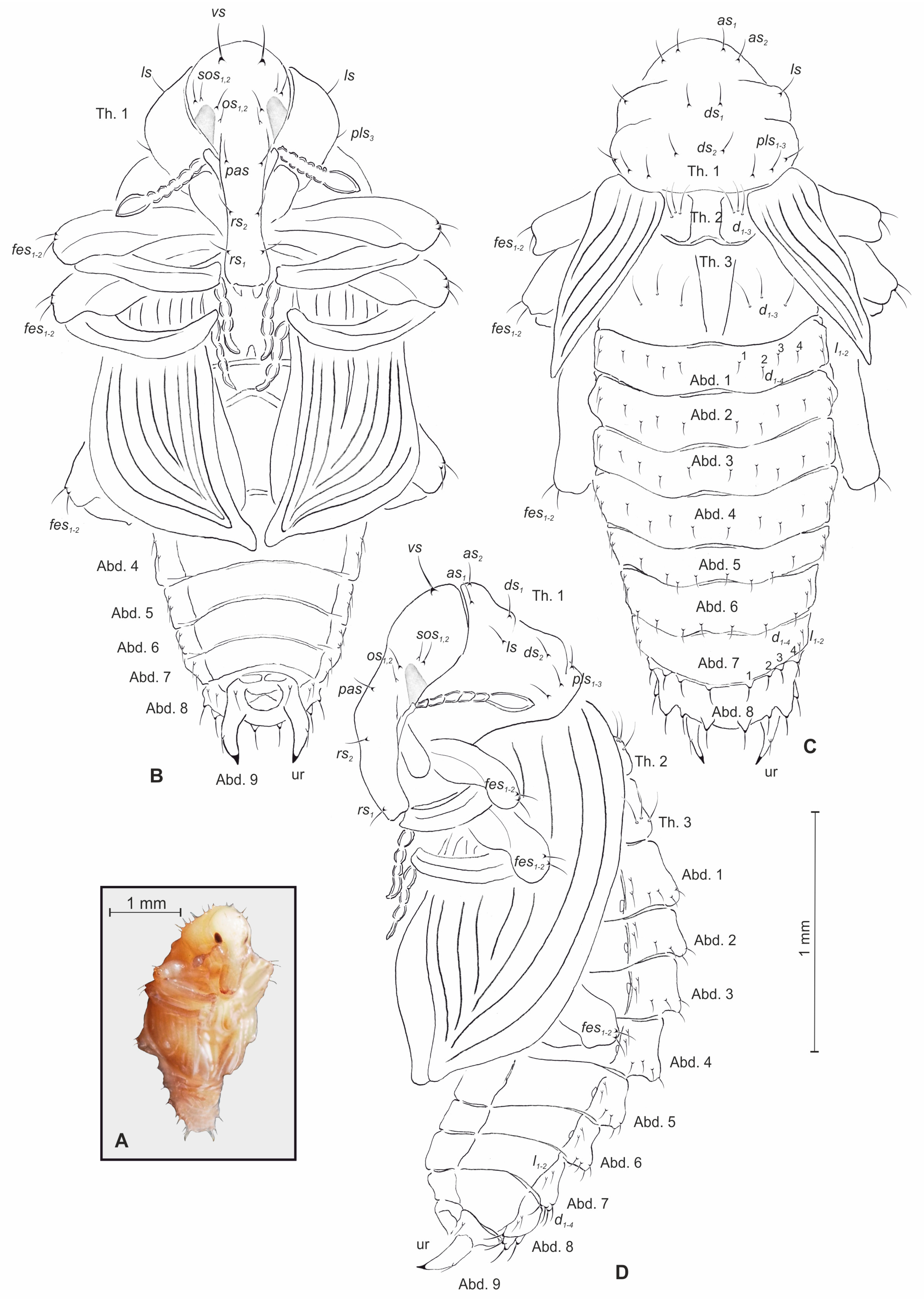 Insects 10 00166 g006