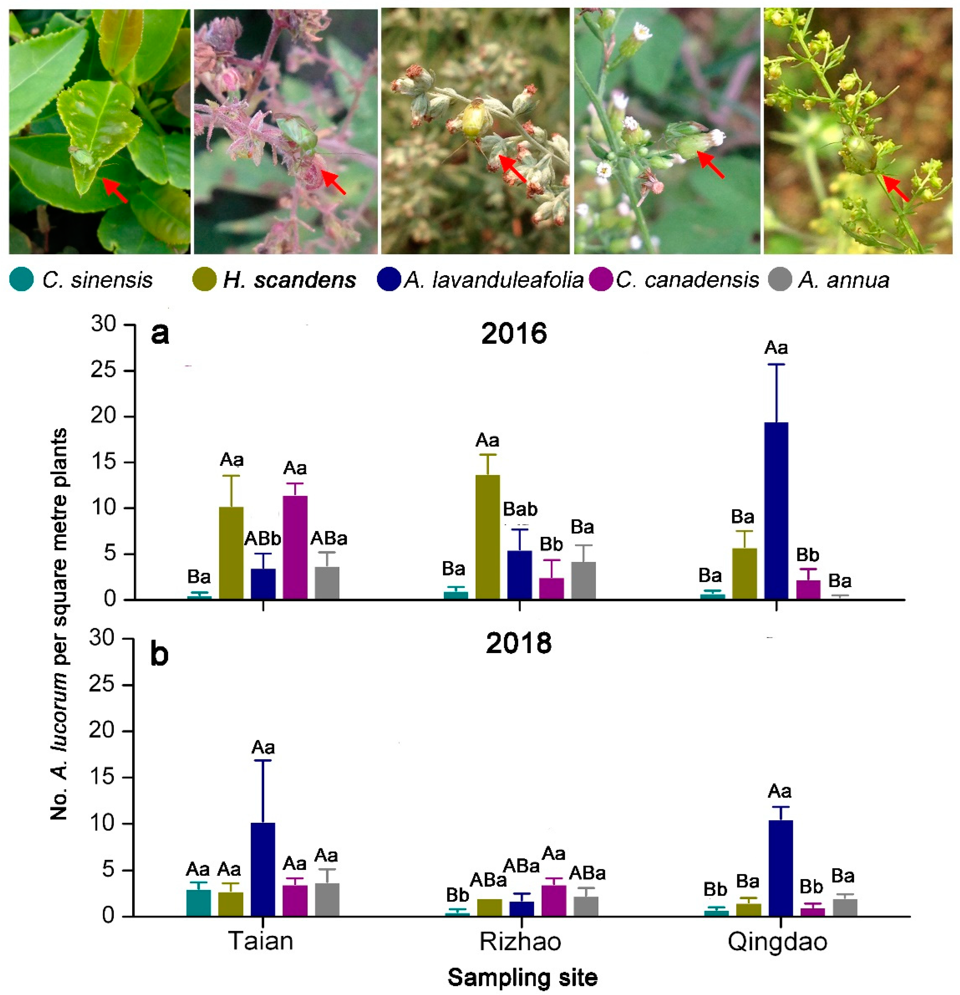 Insects 10 00167 g003