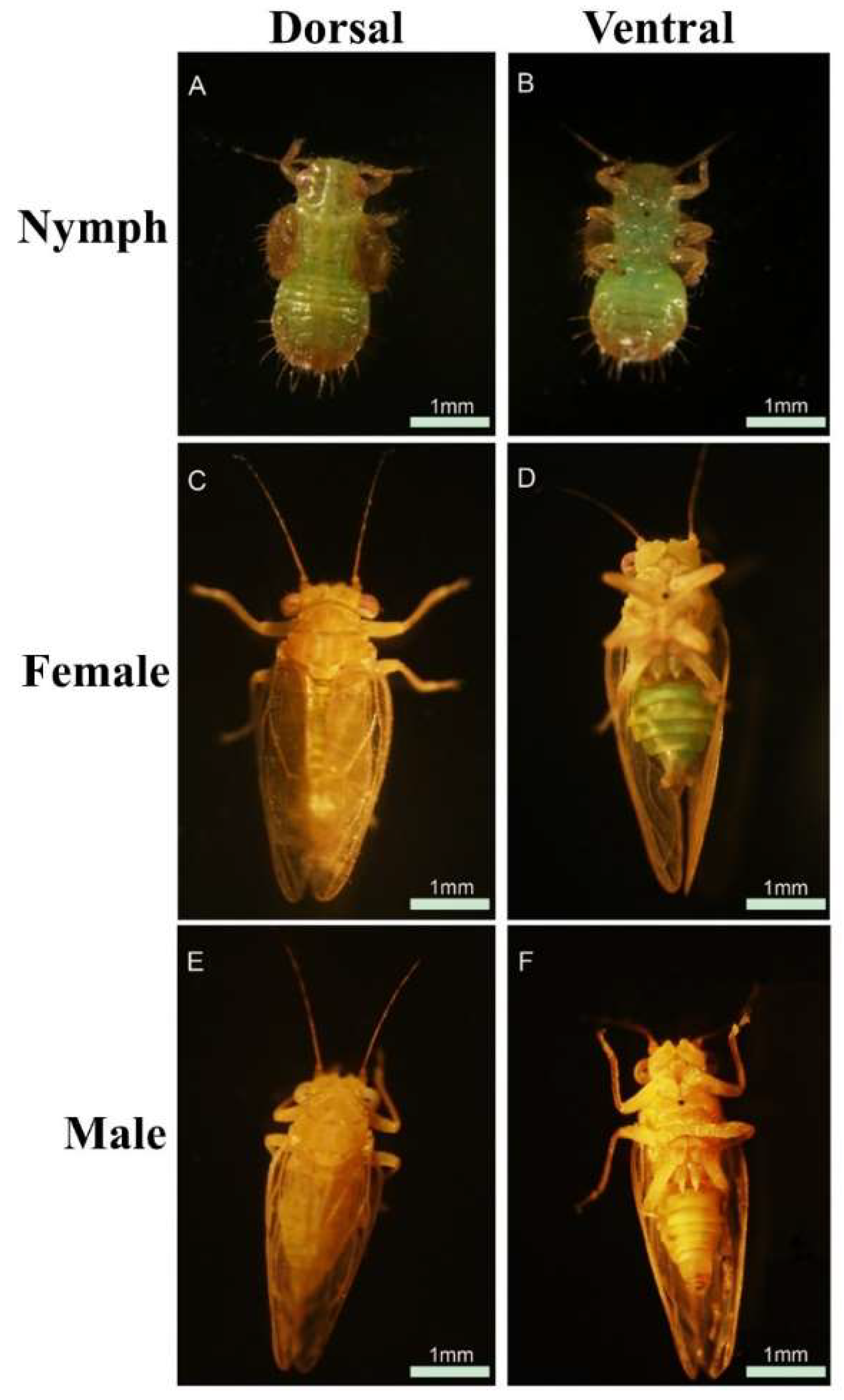 Insects 10 00175 g001 Insects 10 00175 g001