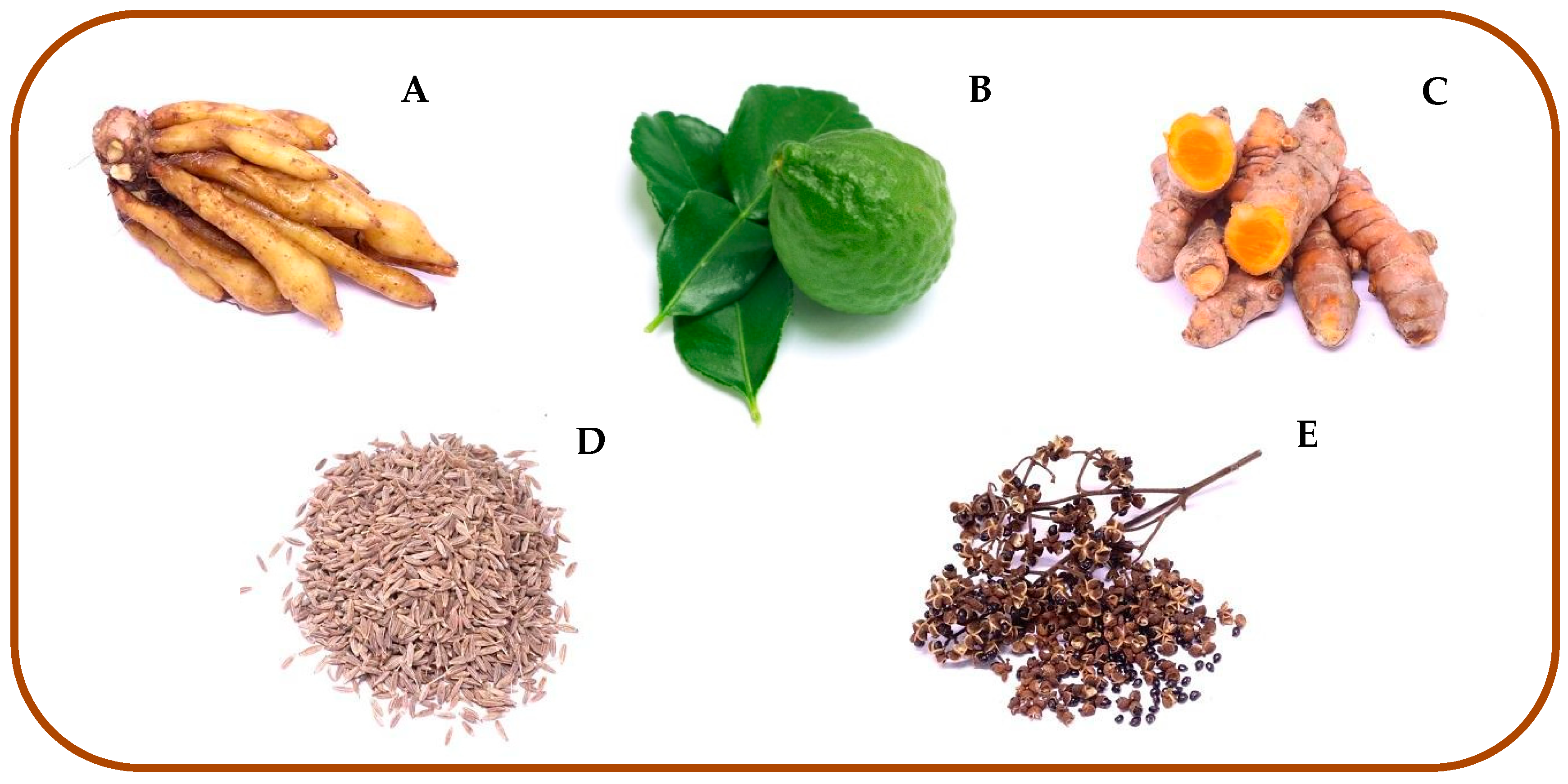 Insects 10 00178 g001