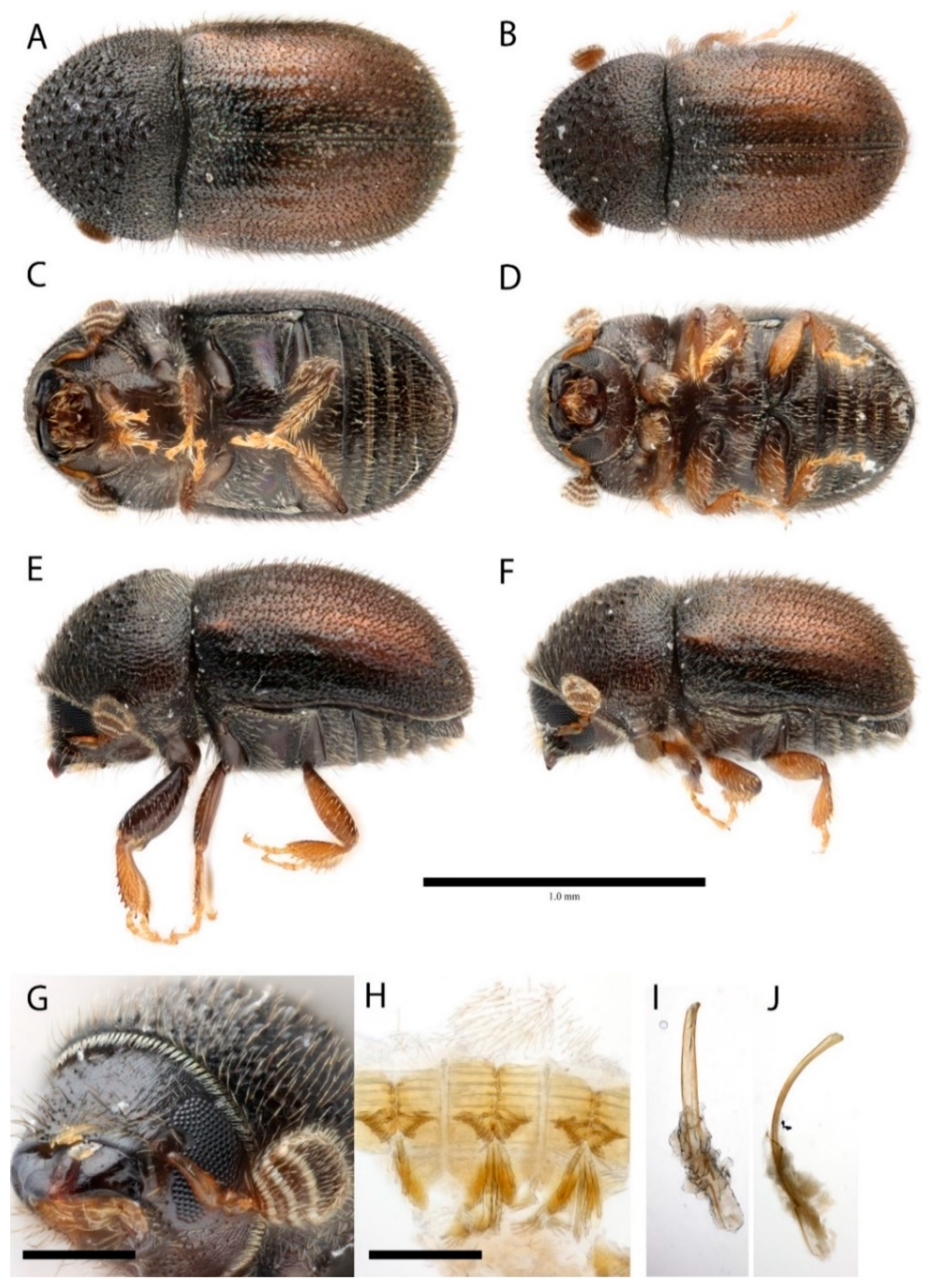 Insects 10 00180 g001 Insects 10 00180 g001