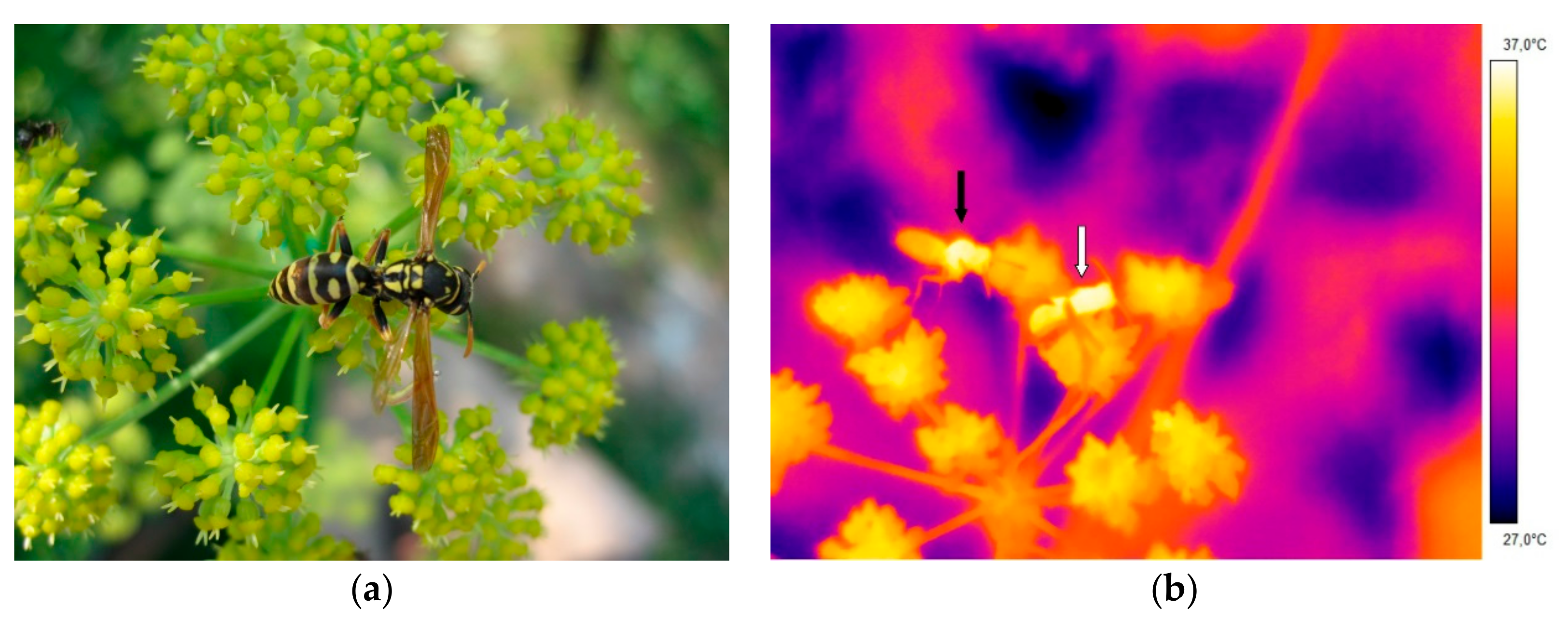 Insects 10 00187 g001 Insects 10 00187 g001