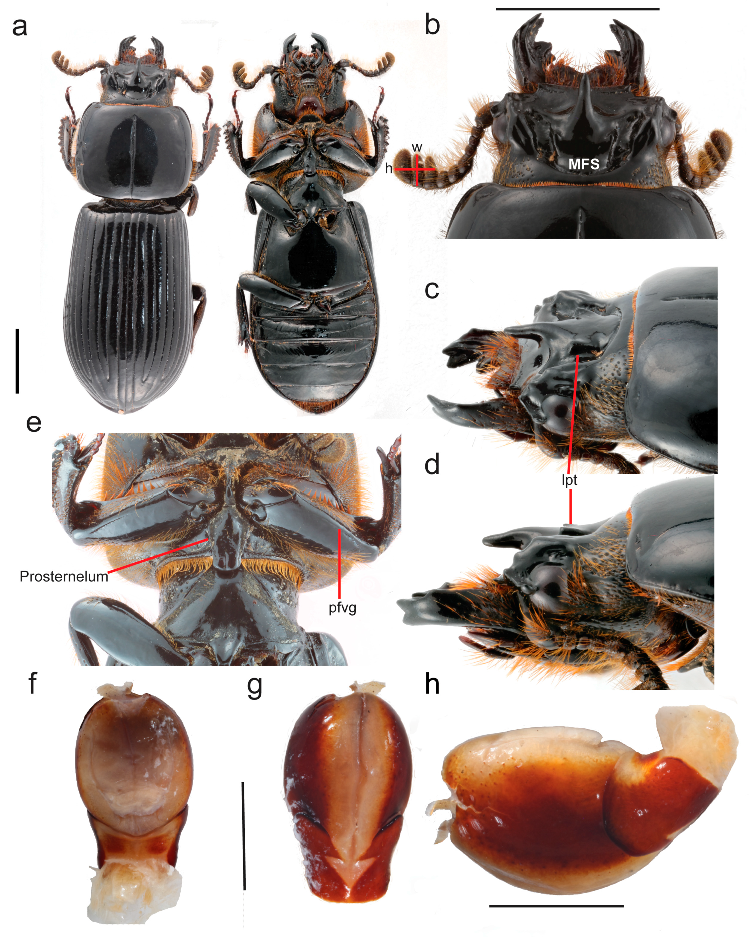 Insects 10 00188 g003 Insects 10 00188 g003