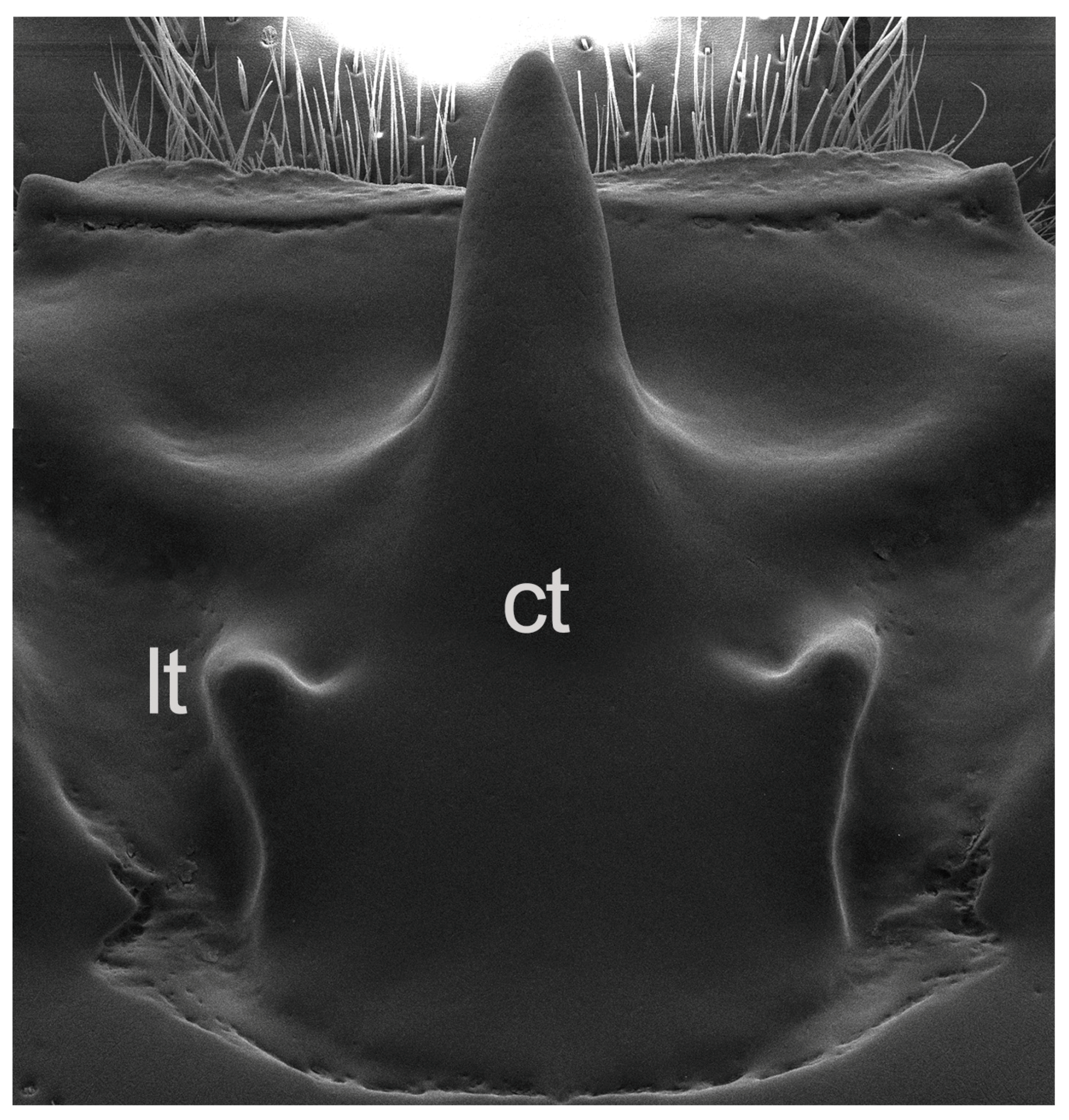 Insects 10 00188 g004 Insects 10 00188 g004