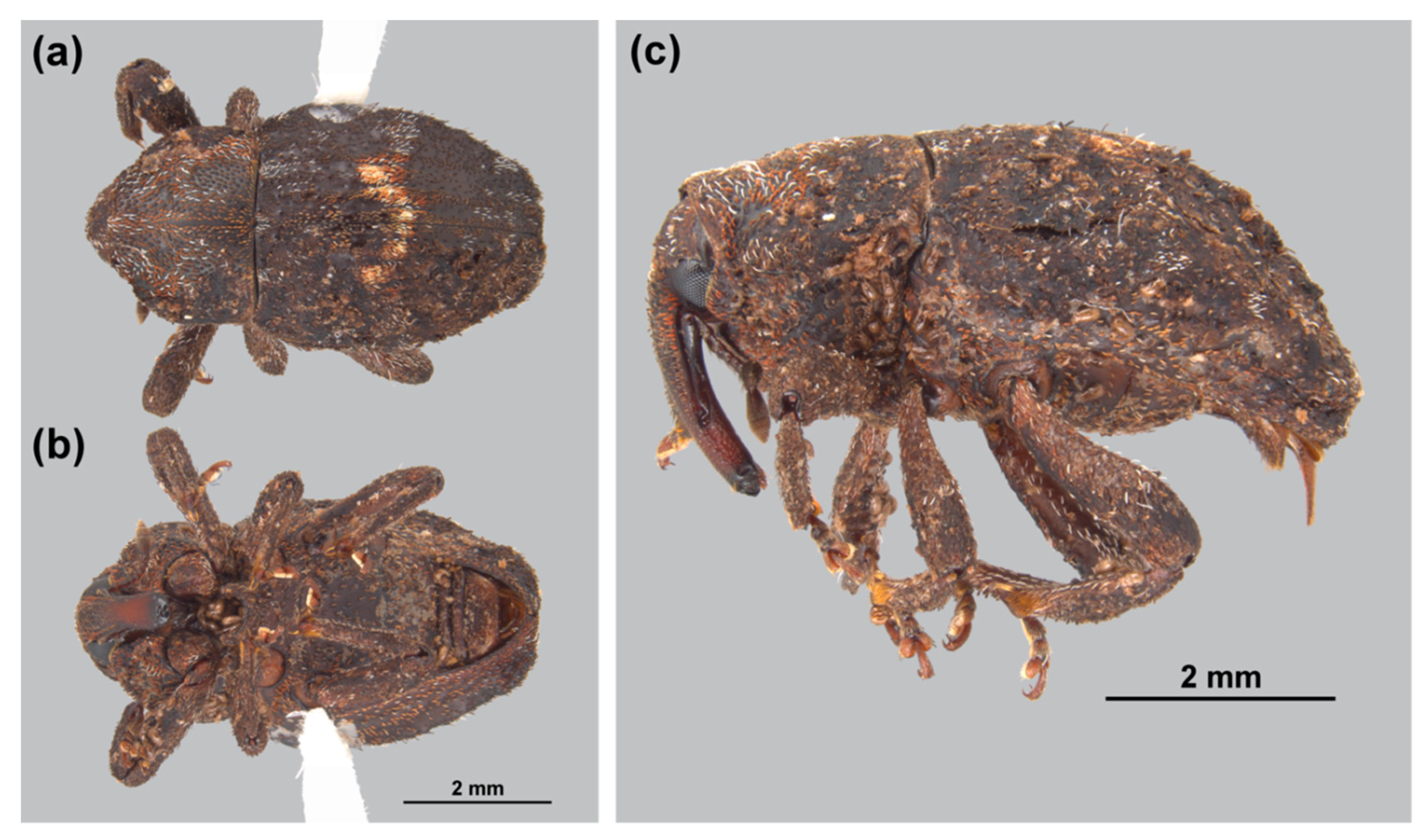 Insects 10 00229 g002