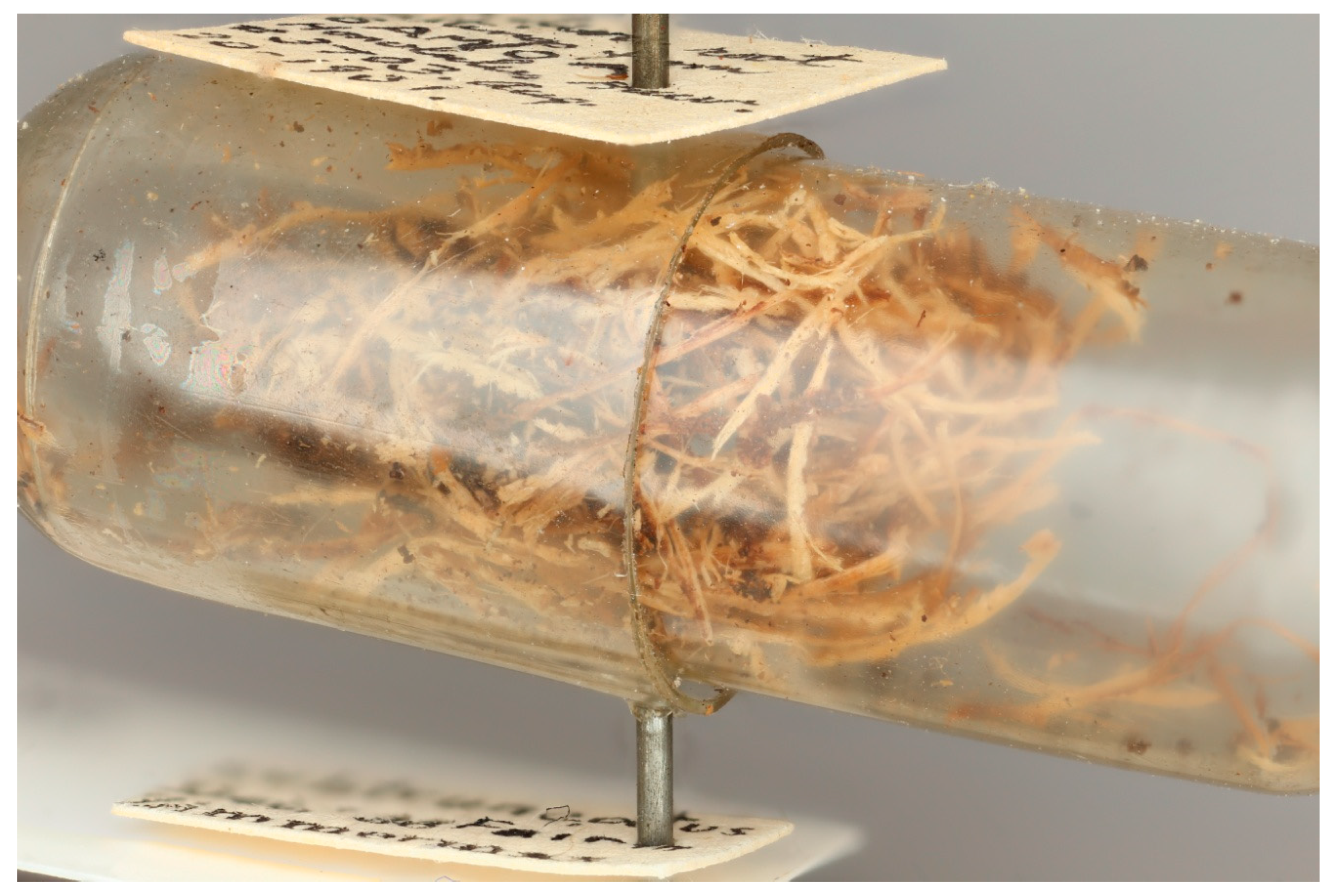 Insects 10 00229 g003