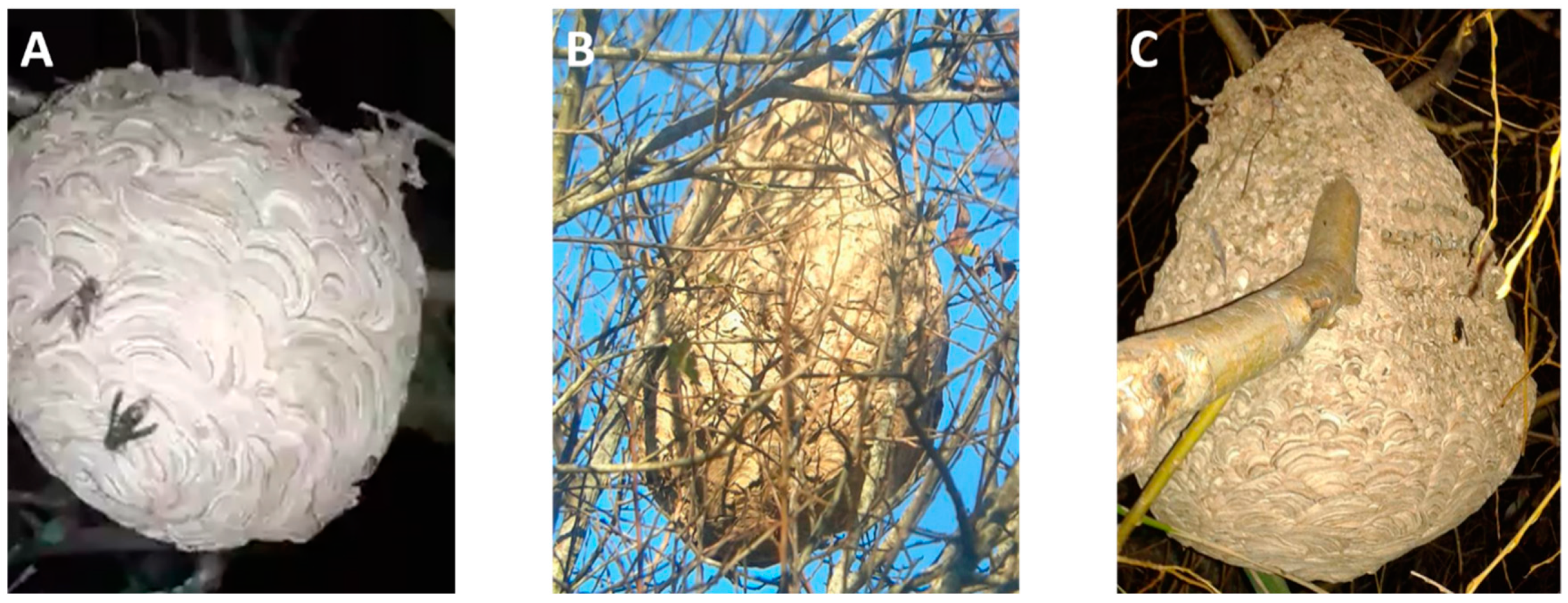 Insects 10 00237 g002