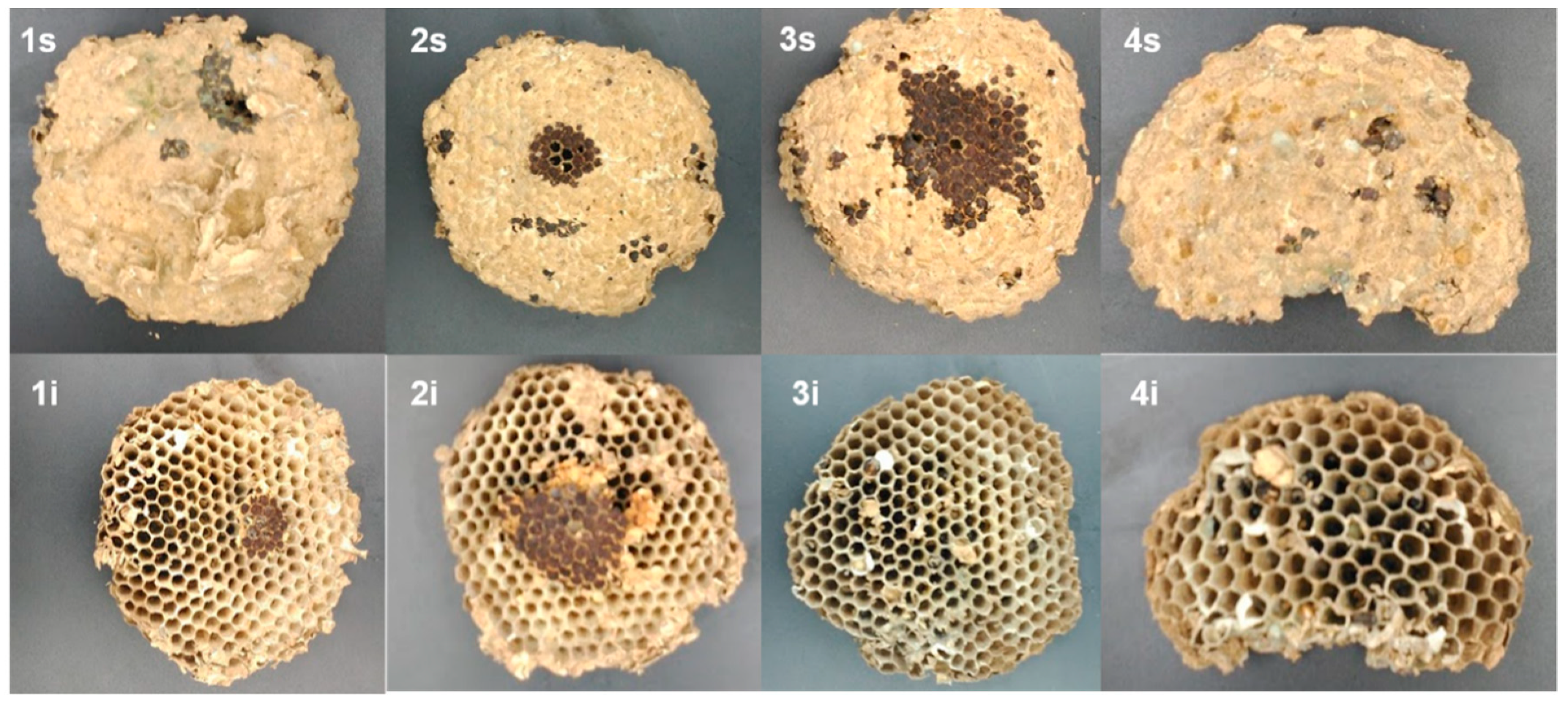 Insects 10 00237 g003