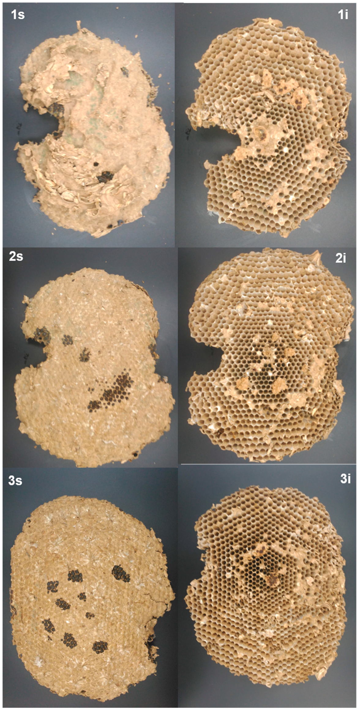 Insects 10 00237 g004a